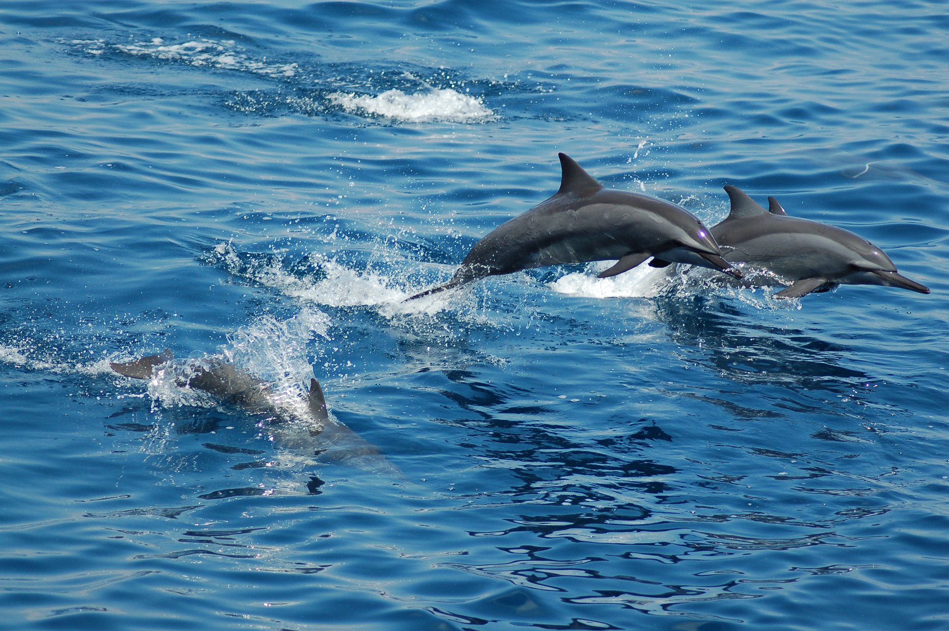 tubbataha reef 119 diving dolphins