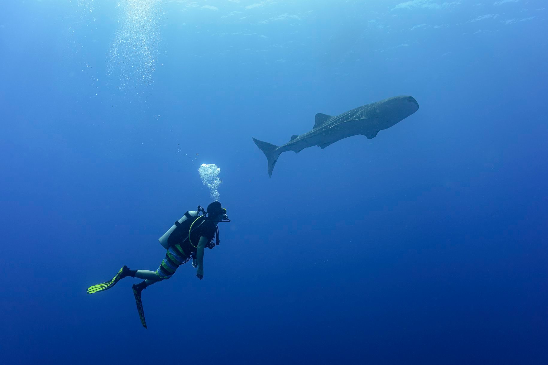 tubbataha reef 107 diver whale shark