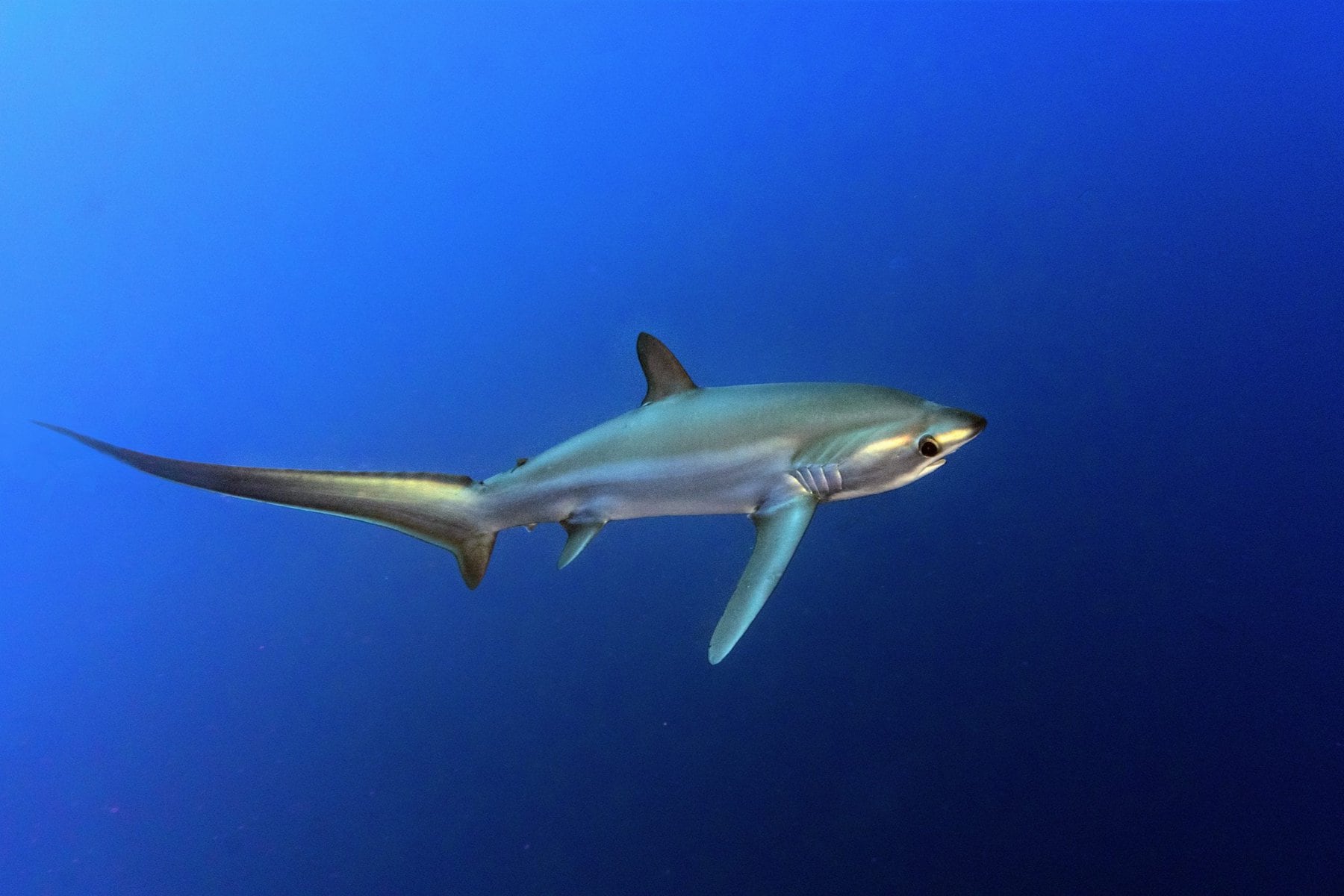 Thesher Shark Malapascua 1 1 scaled (1)