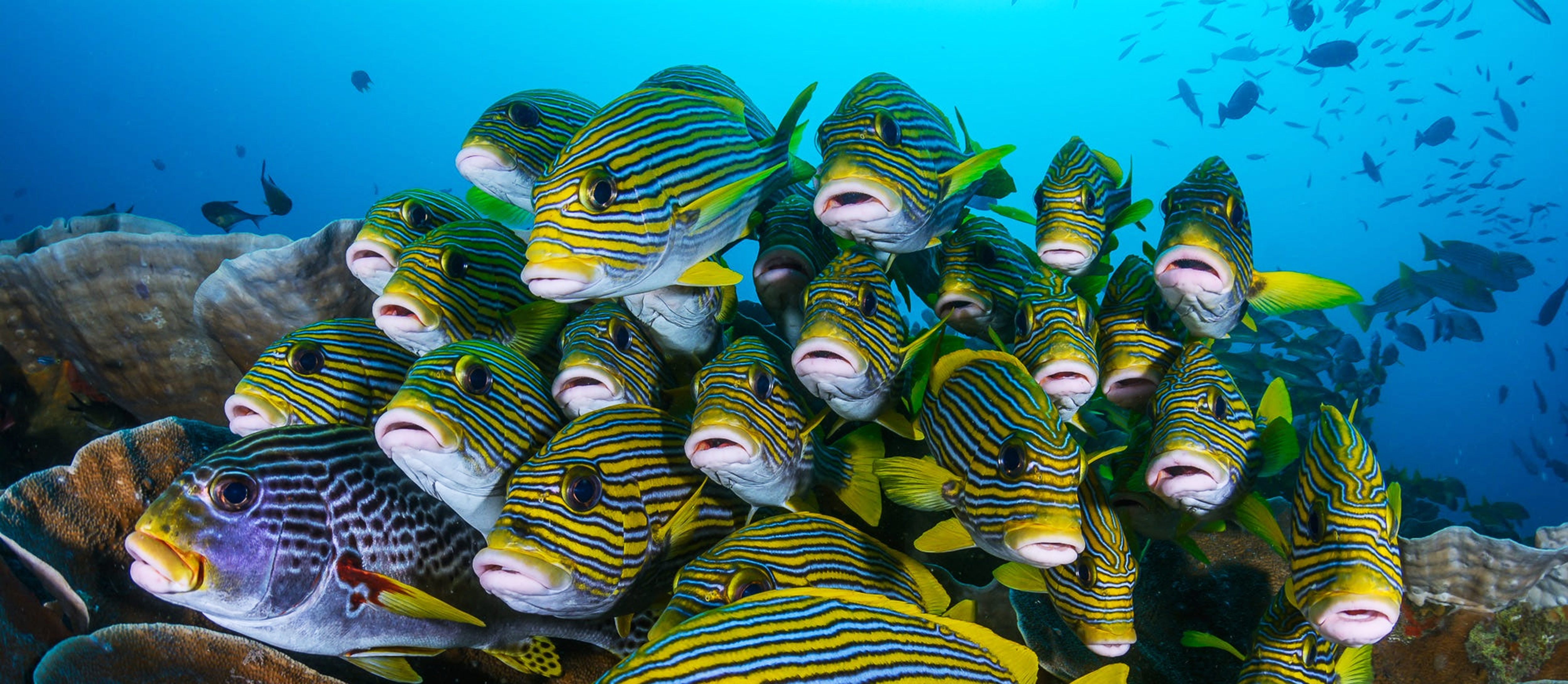 a magical and creative indonesia underwater pictur 2026 03 24 21 32 28 utc
