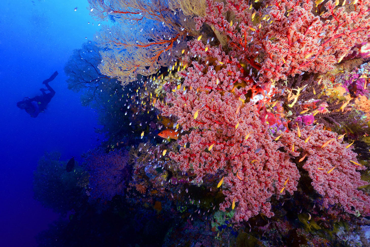 tubbataha reef 105 diving soft coral