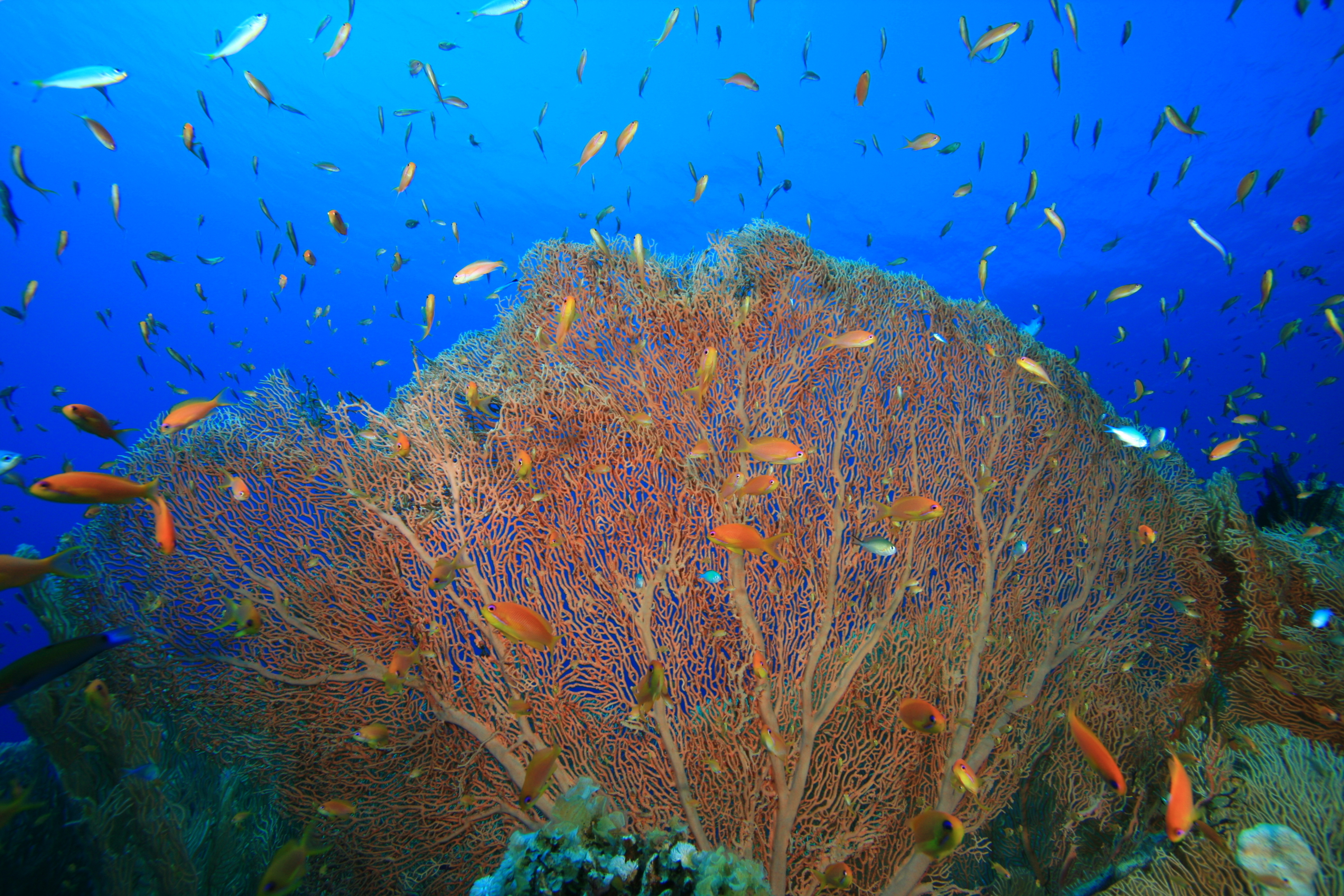 coral reef with fish swimming underwater 2026 03 26 01 52 58 utc