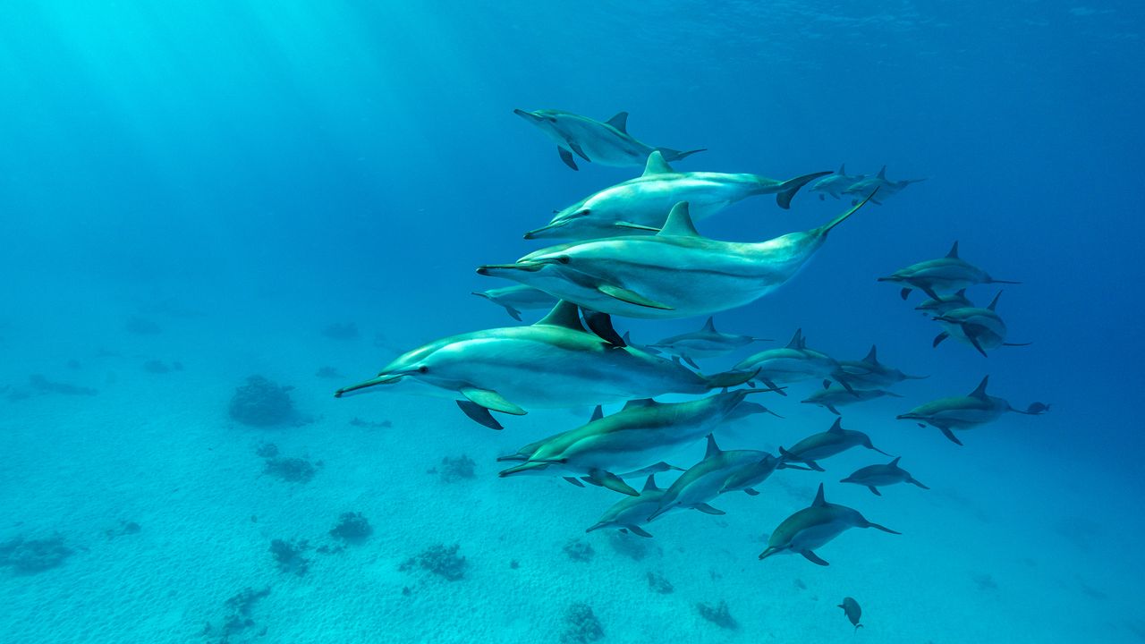 Nadar con Delfines en libertad - Mar Rojo - Imagen 1