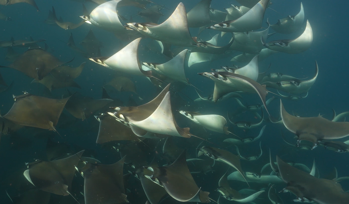 Tours de buceo para todos los niveles
