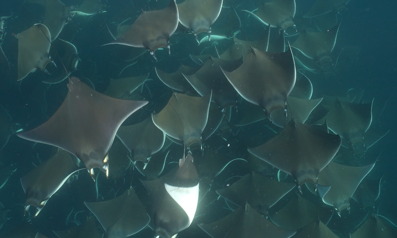 Baja California - Ocean Safari: Ballenas, Móbulas, Orcas and más! - Imagen 1