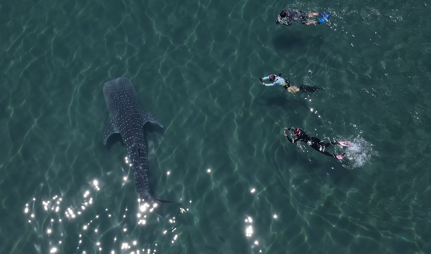 Tiburón ballena desde aire