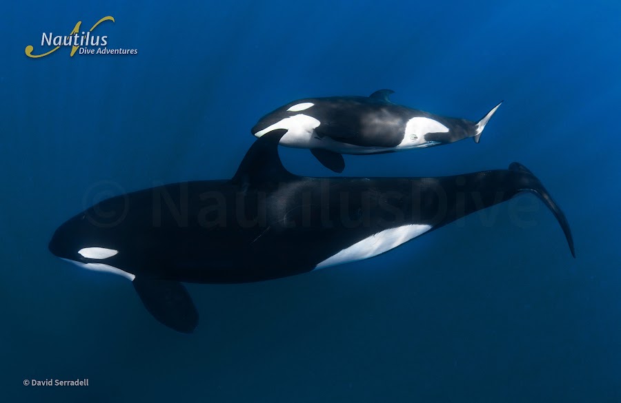 Orcas David Serradell 3 (1)
