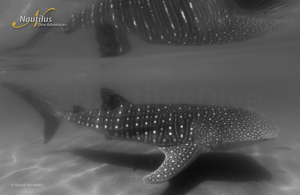 Sea of Cortez Whale Shark David Serradell 1