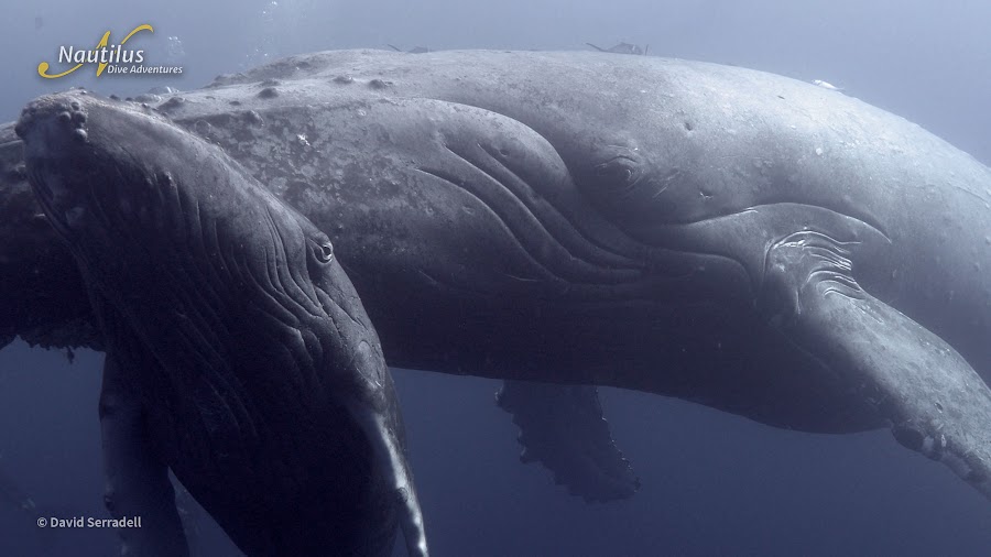 Sea of Cortez Humpback Whale2 David Serradell