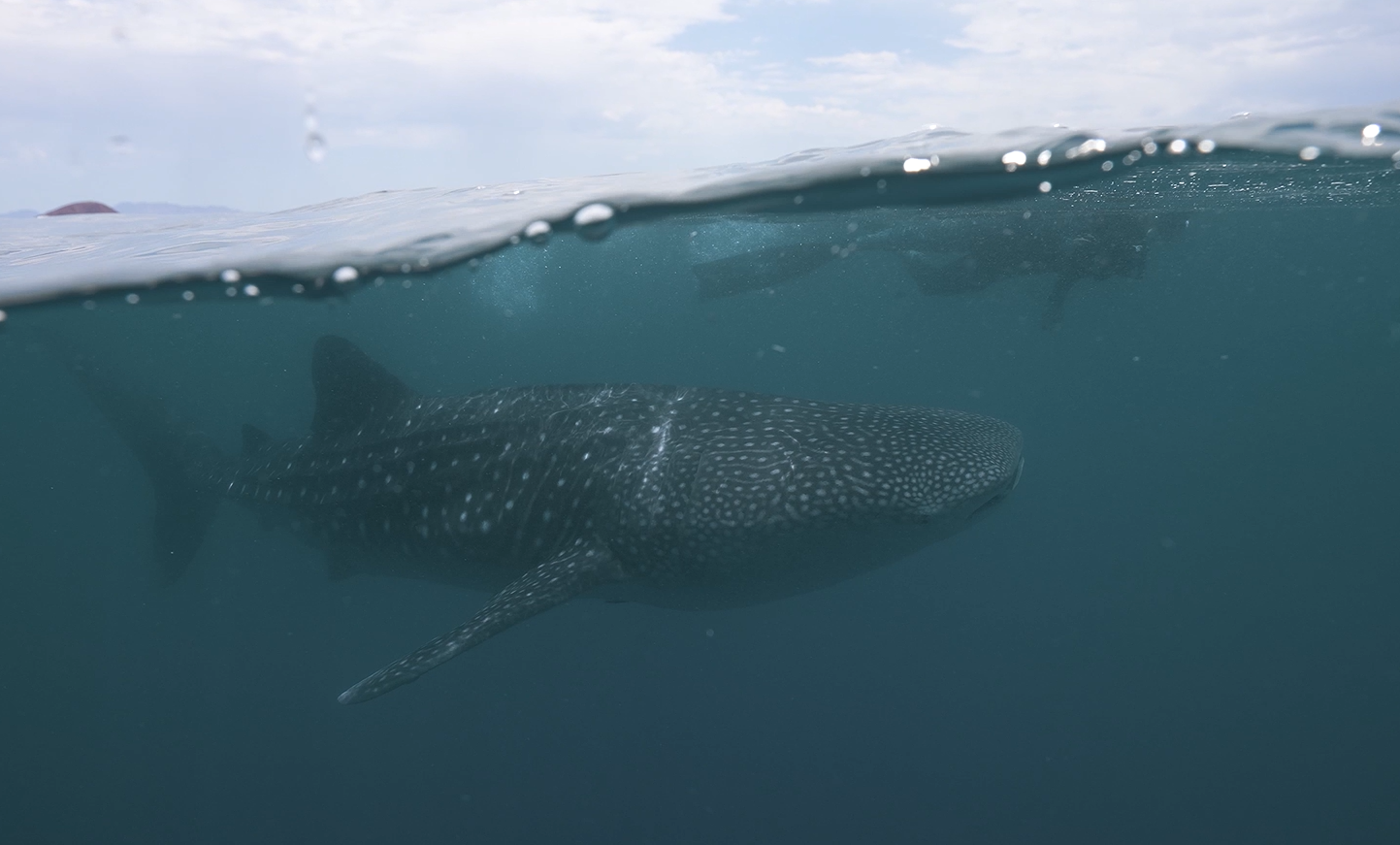 Sea of Cortez Mobulas2 David Serradell