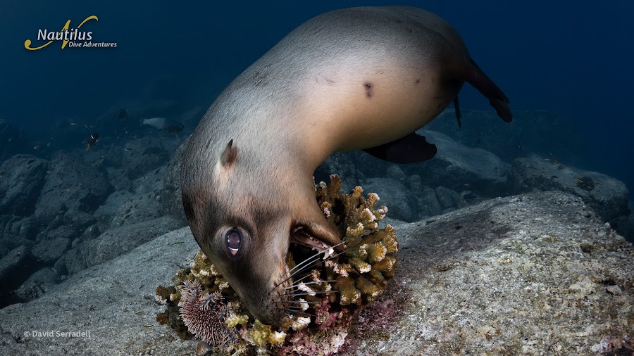 Sea of Cortez Sea Lion David Serradell