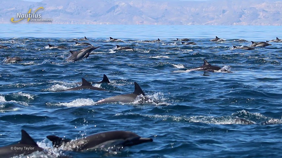 Sea of Cortez Dolphins Dany Taylor