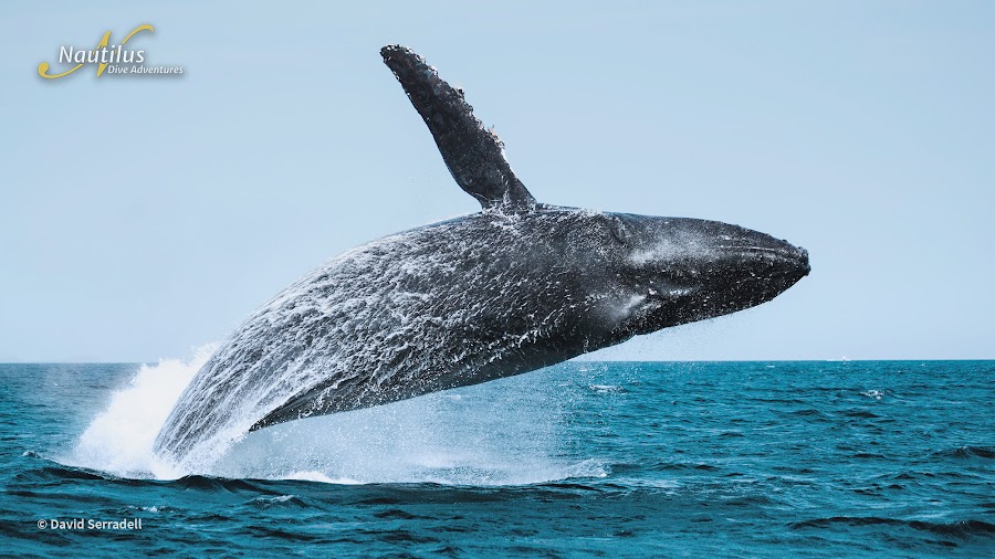 Sea of Cortez Humpback Whale David Serradell