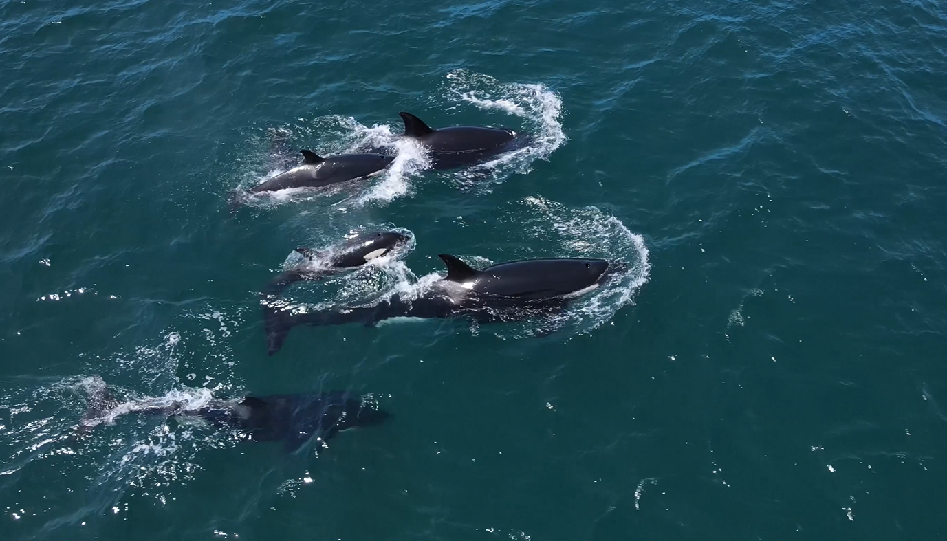 Orcas desde el aire