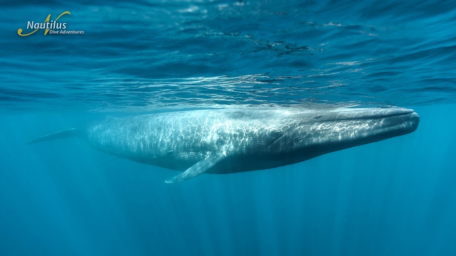 Sea of Cortez Blue Whale