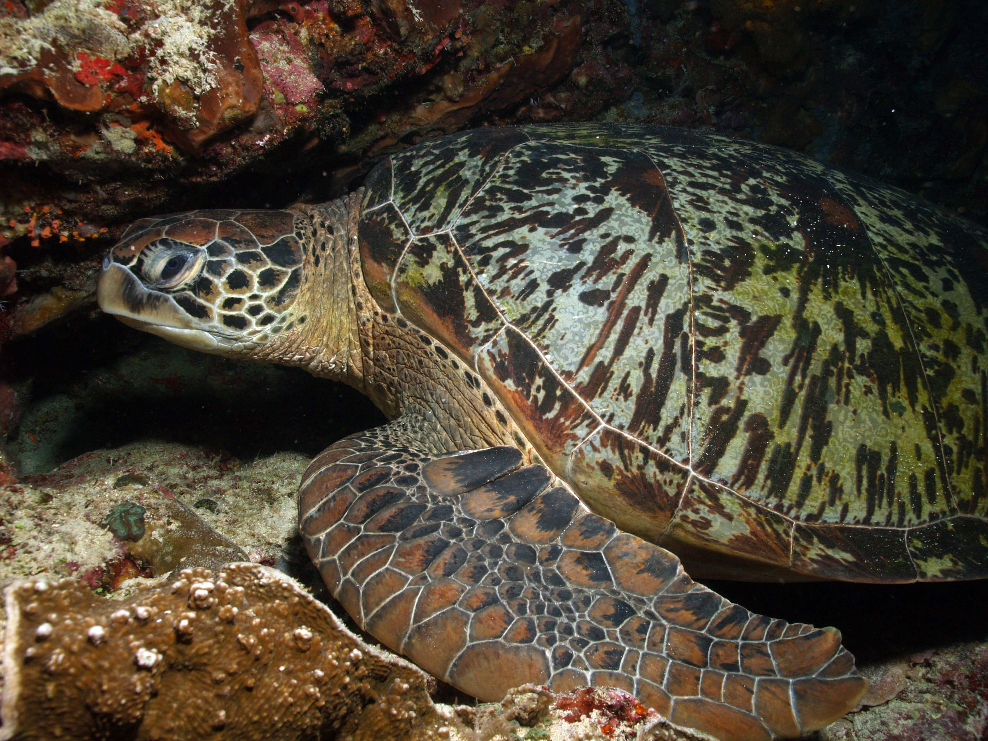 60 TORTUGA P3239170