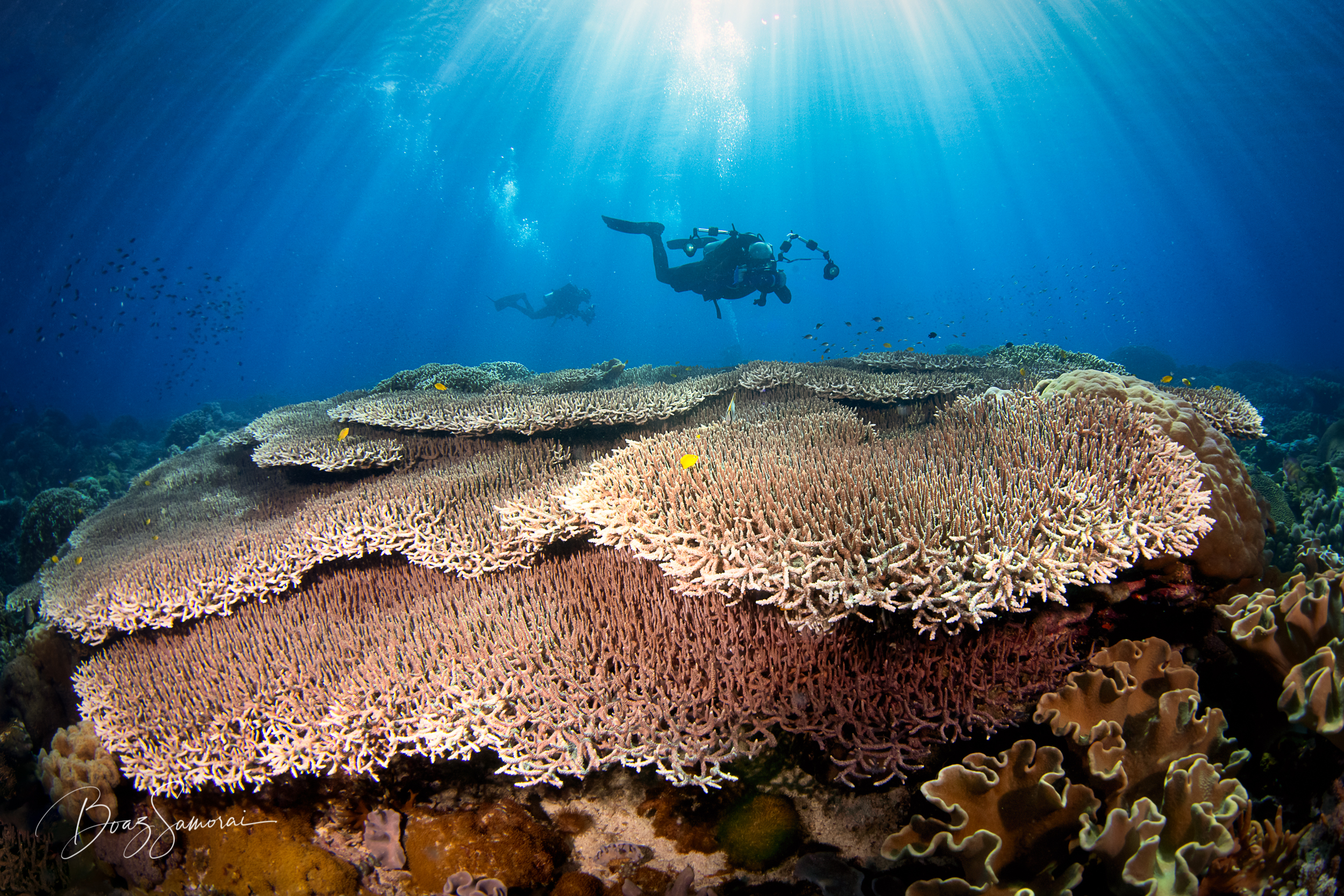 Apo Island(1)