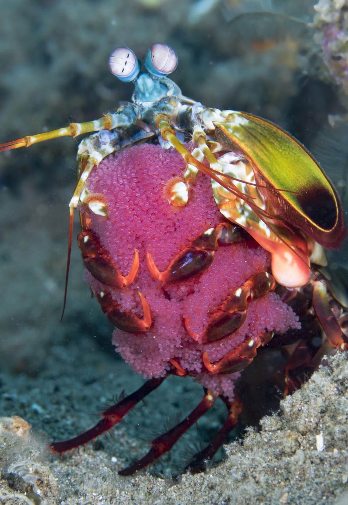 Peacock Mantis Shrimp by Marty Snyderman scaled (1)