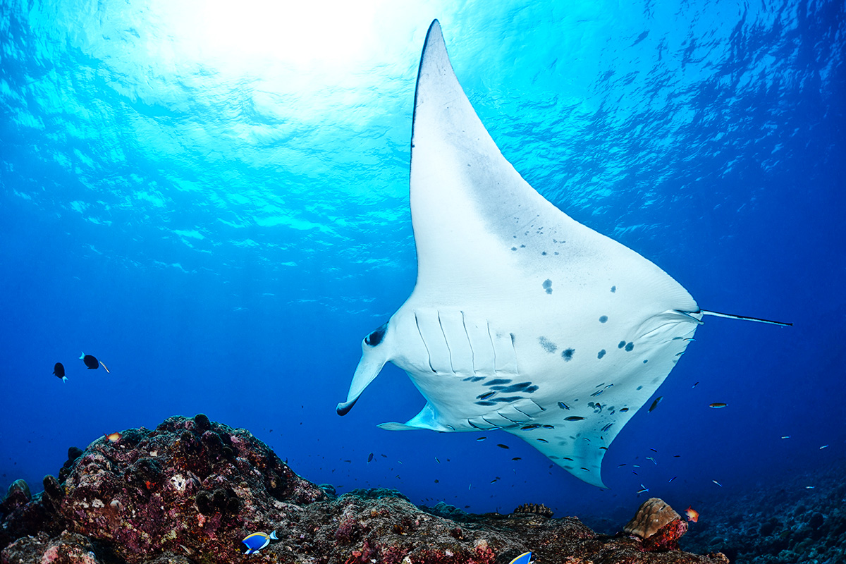 buceo en maldivas