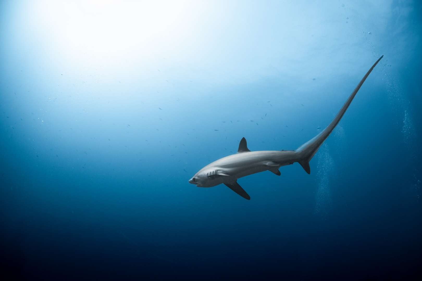 Filipinas - Pelagic & Muck - Imagen 2