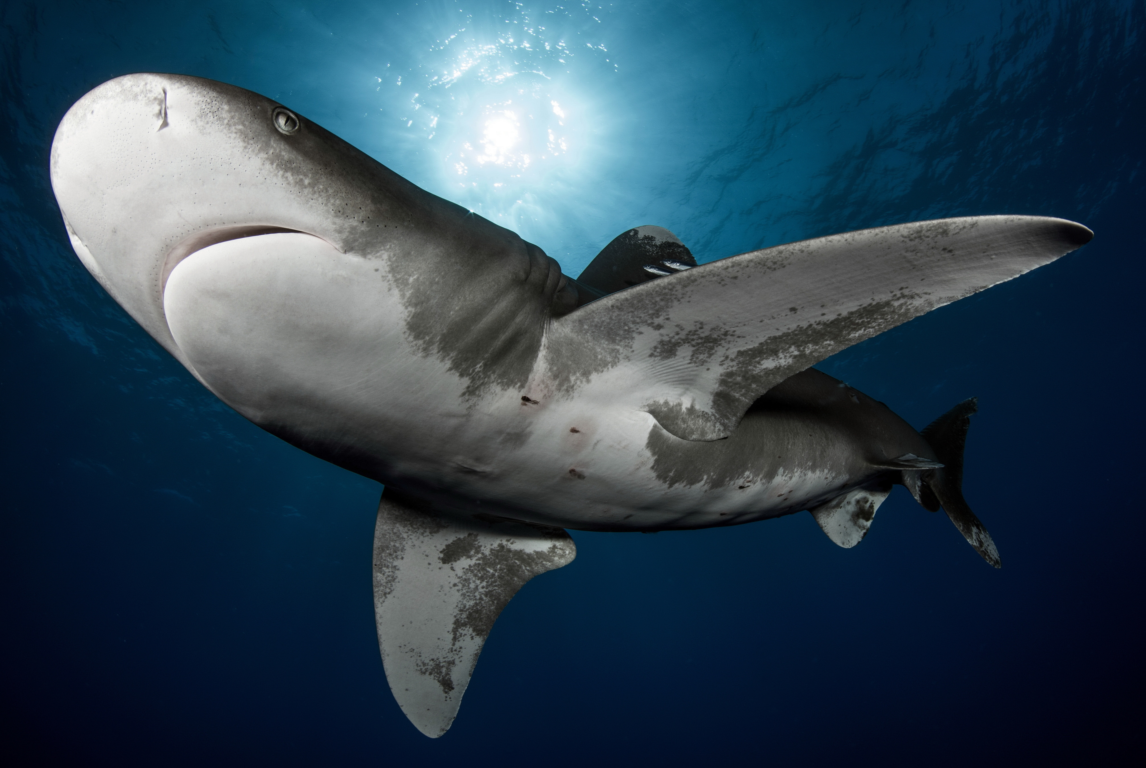 Sharks Triangle: el viaje definitivo para bucear con más de 12 especies de tiburón en una sola expedición