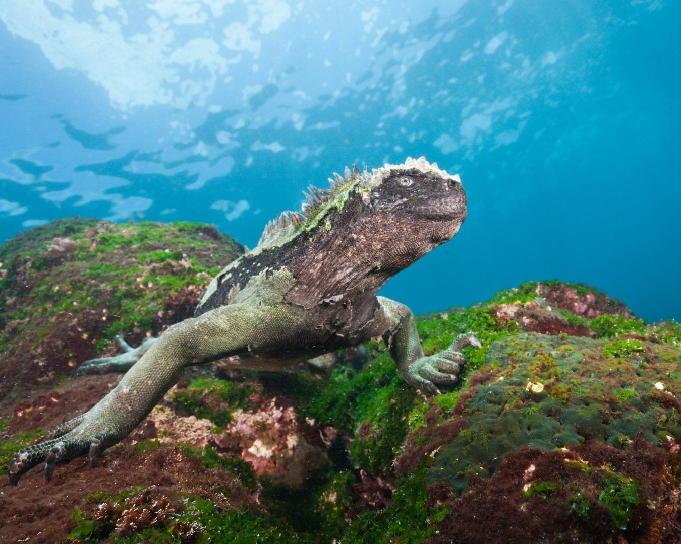 iguana-galapagos