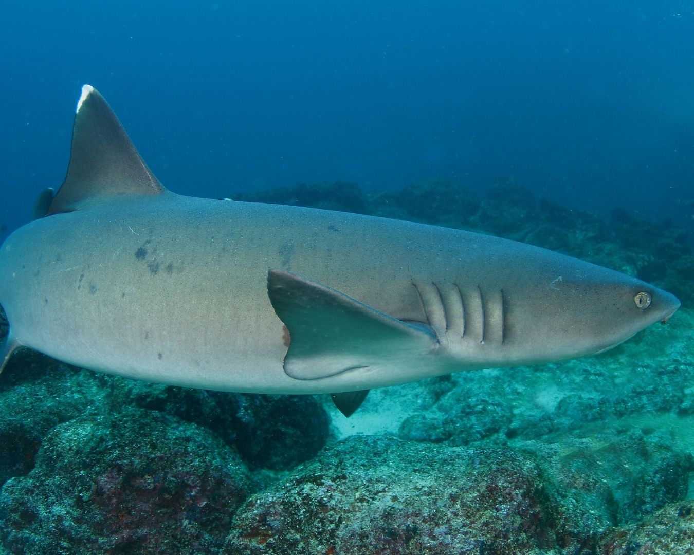 tiburon-punta-blanca-galapagos