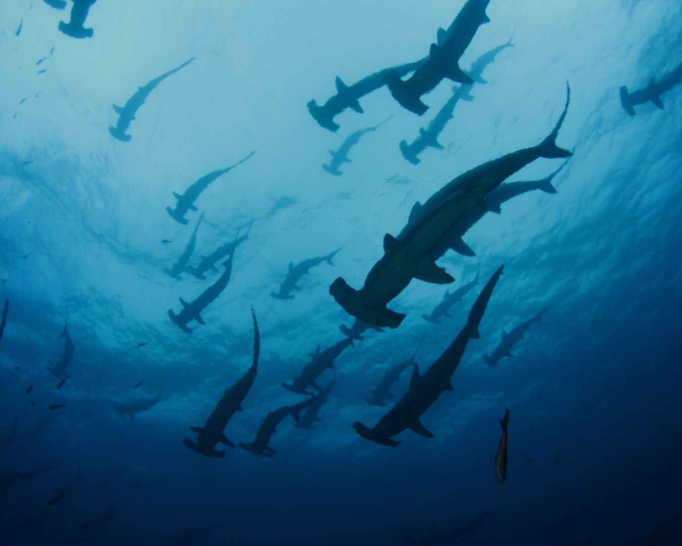 tiburon-martillo-galapagos