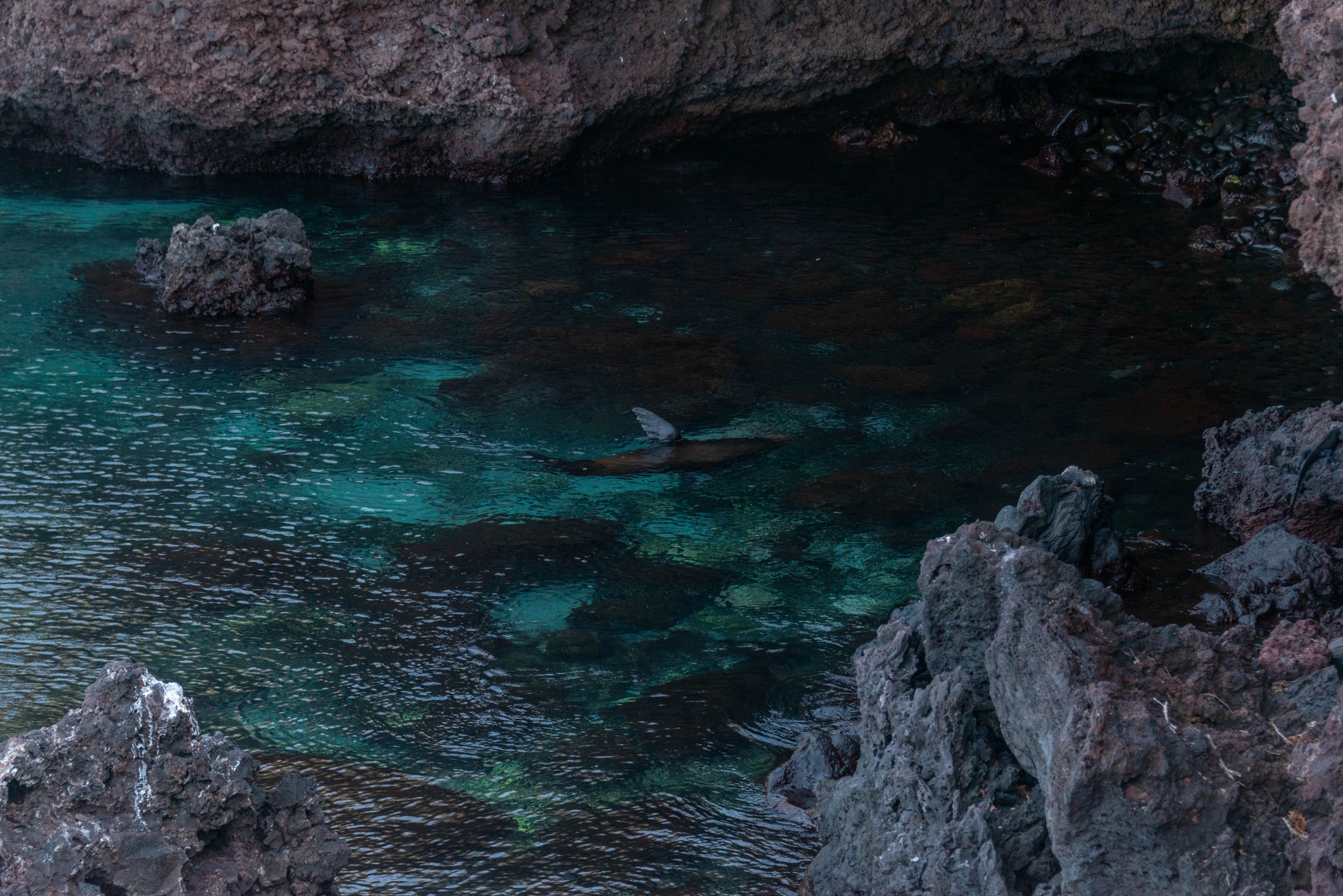 leon-marino-galapagos