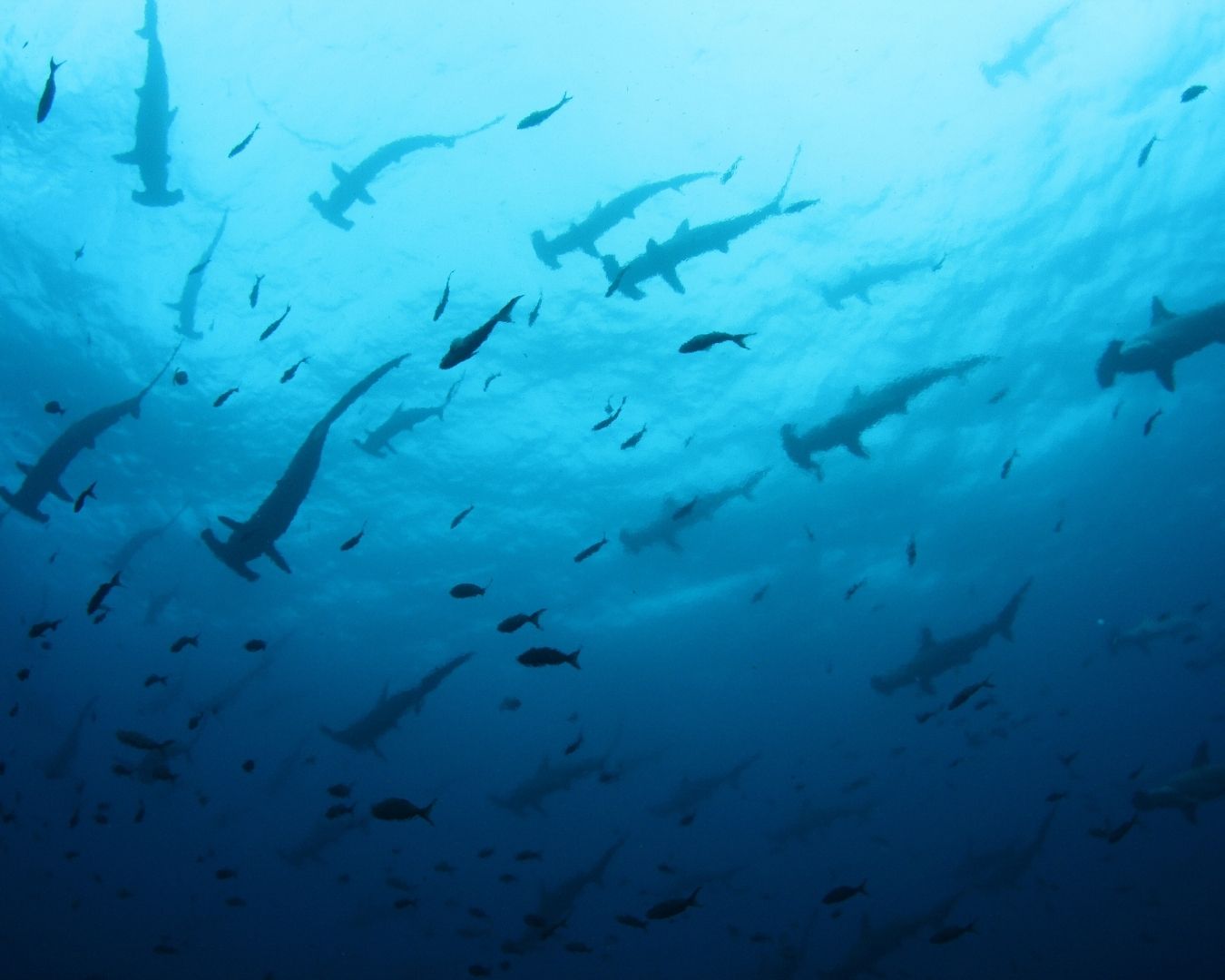 Siete noches navegando entre tiburones martillo, volcanes submarinos y algunas de las inmersiones más legendarias del mundo.