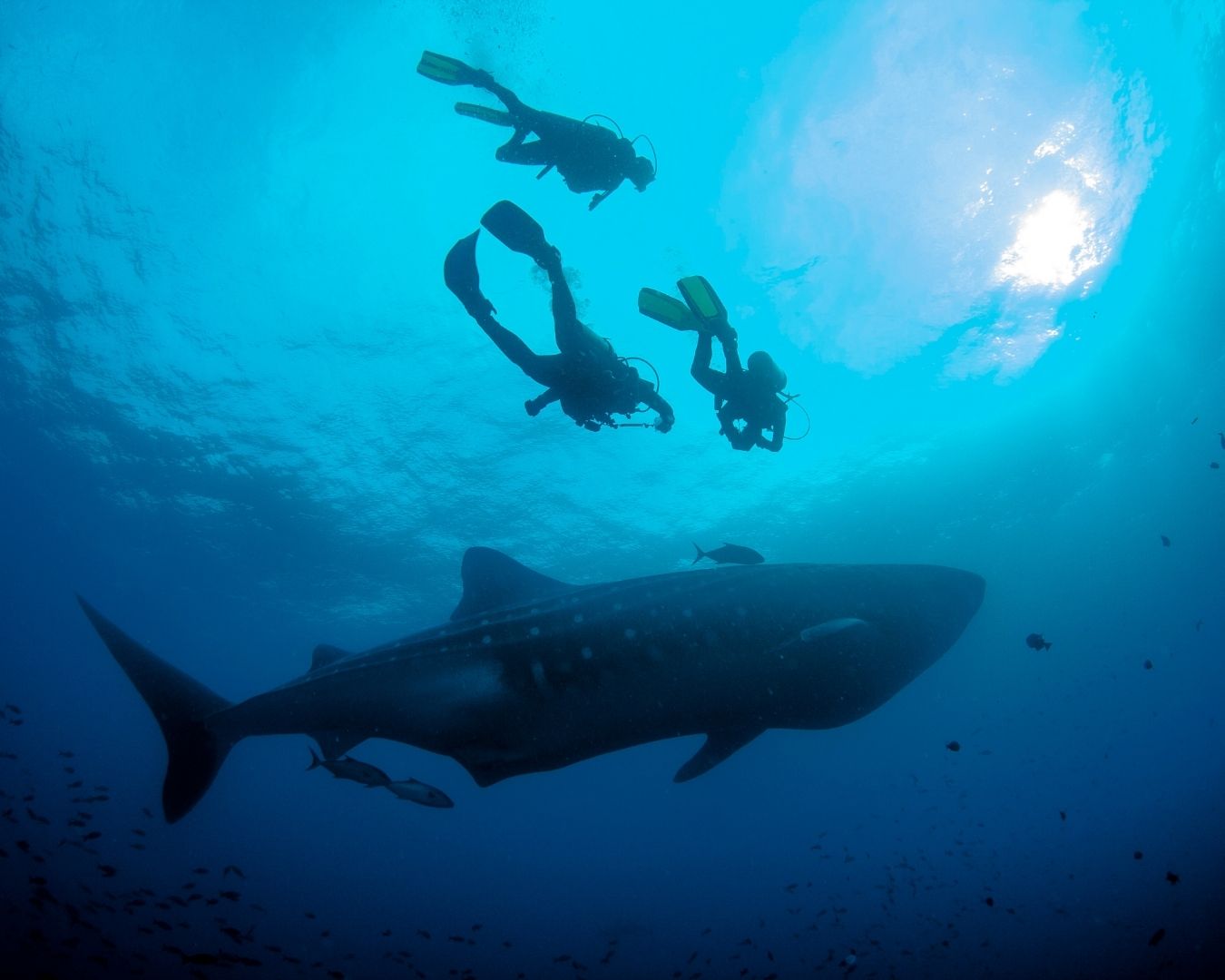 tiburon-ballena-galapagos