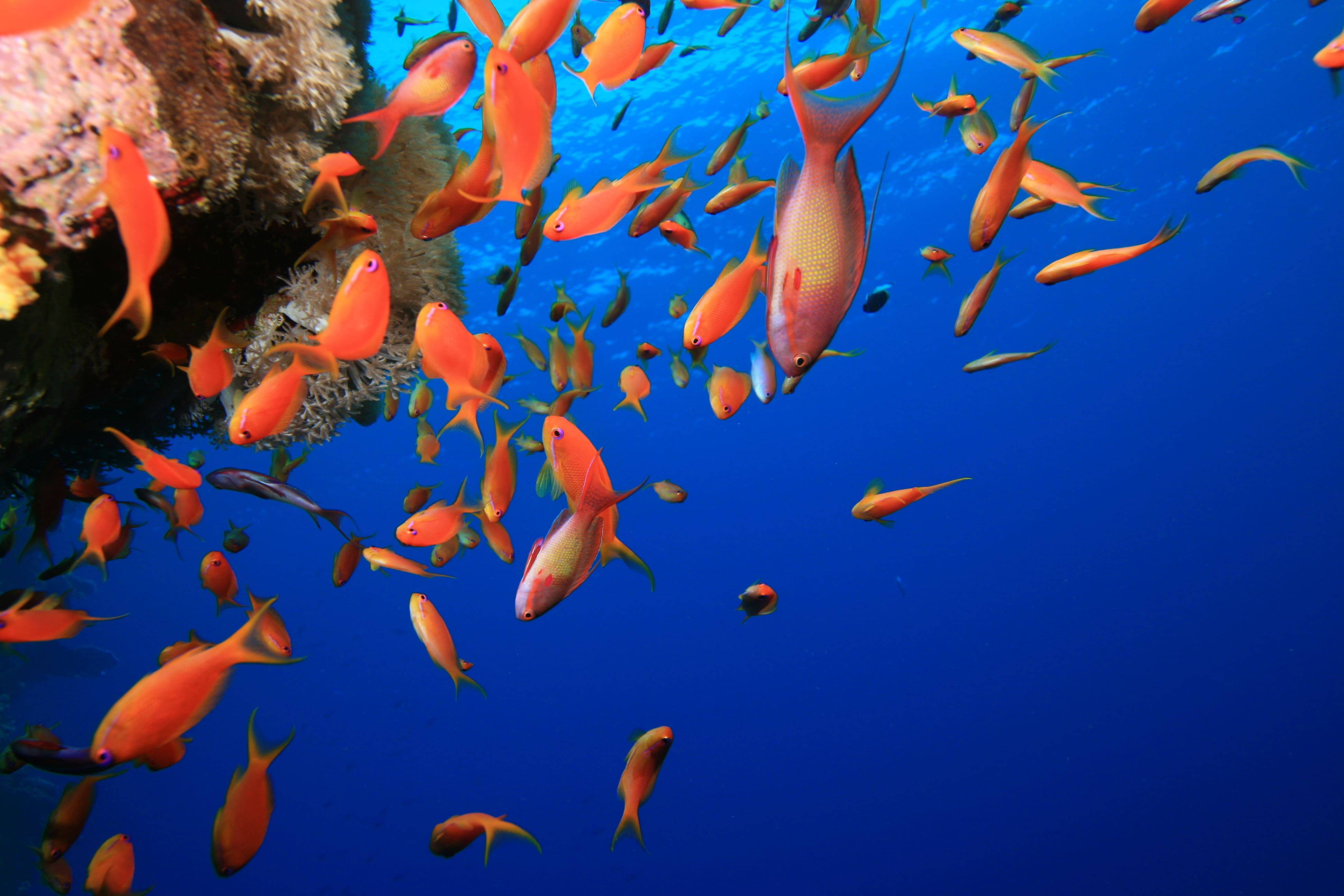 colorful fish swimming near coral reef in ocean 2026 03 26 00 43 55 utc