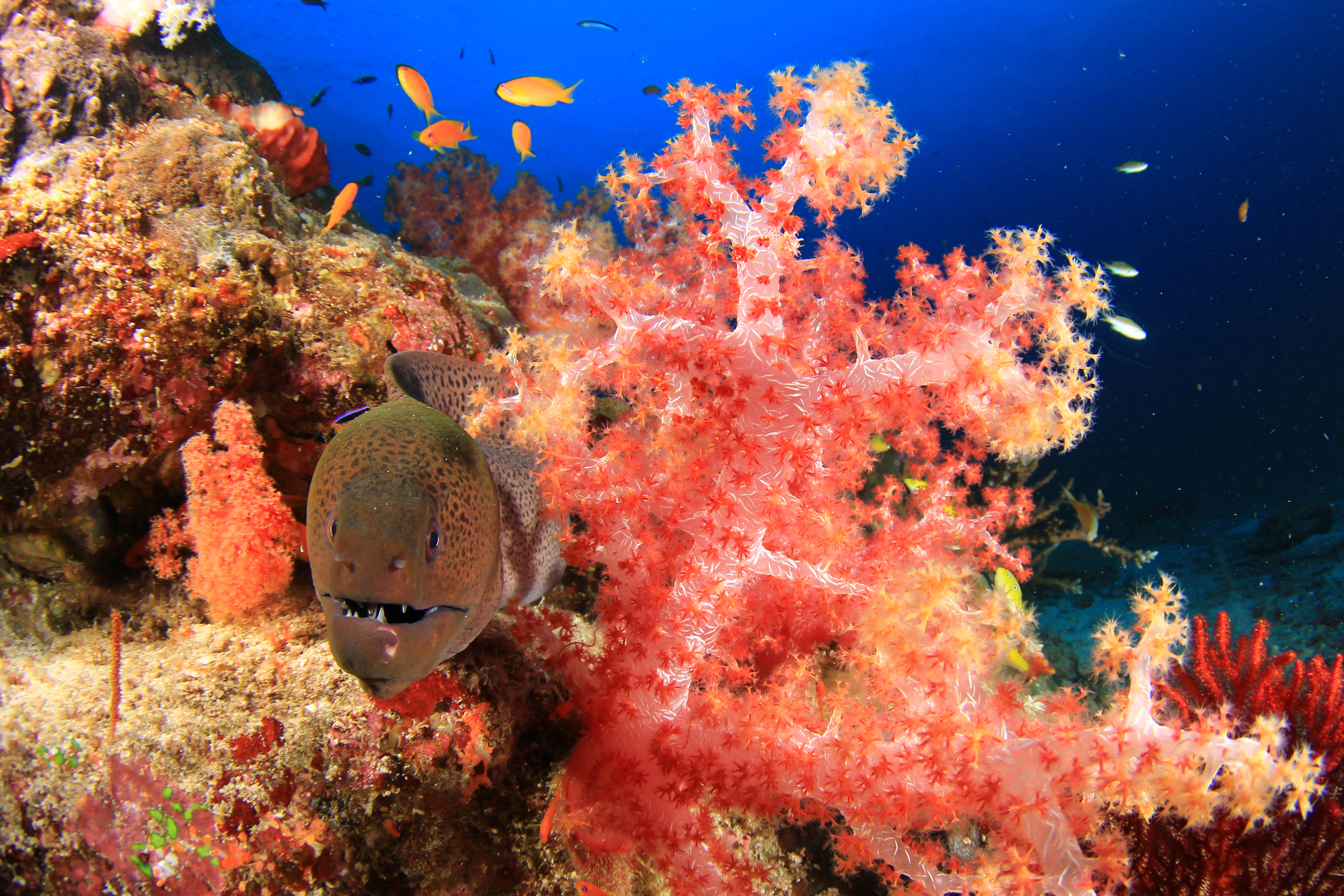 moray eel lurks amid colorful coral reef 2026 03 26 00 09 59 utc