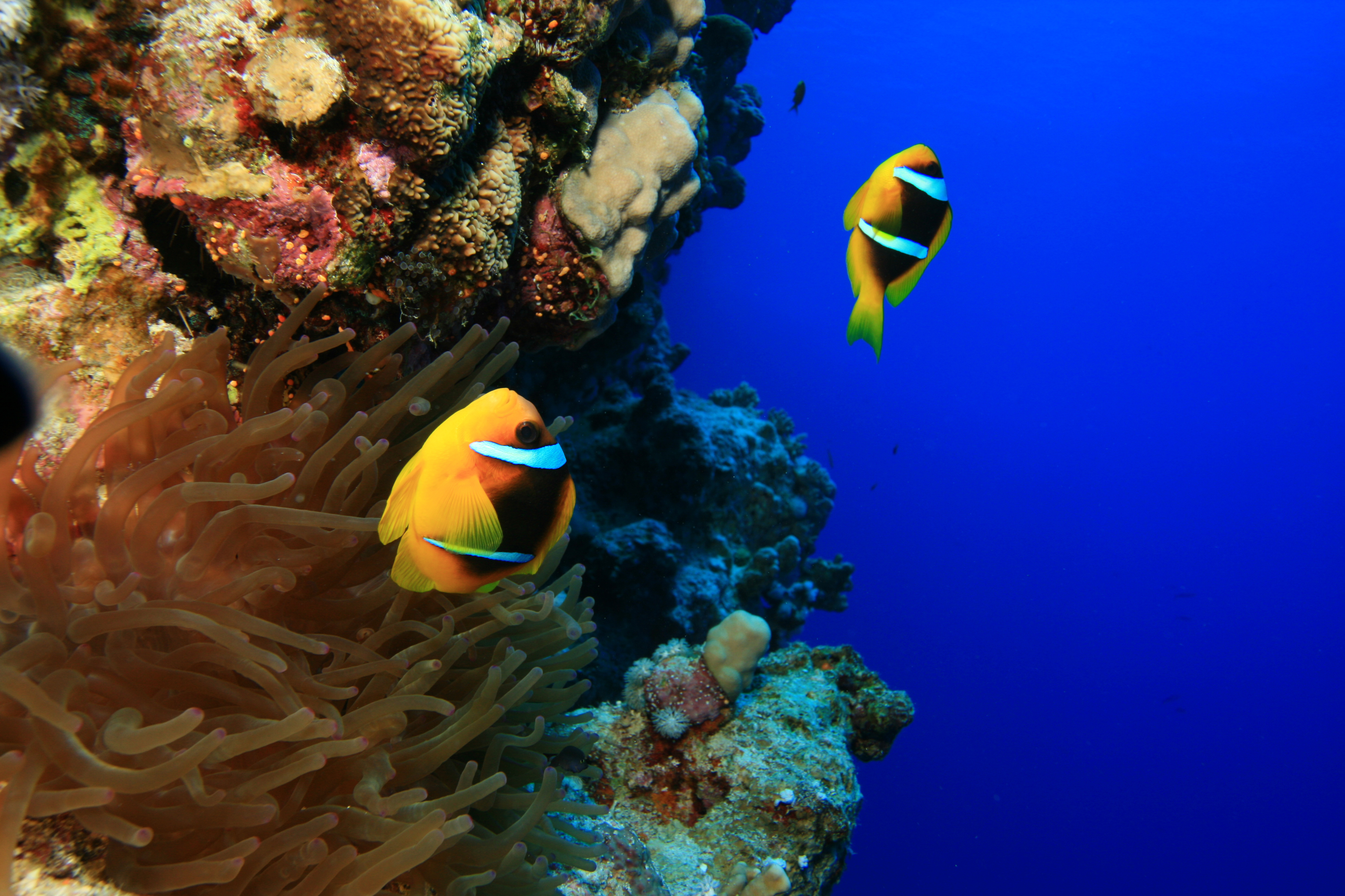 red sea-anemone-fish