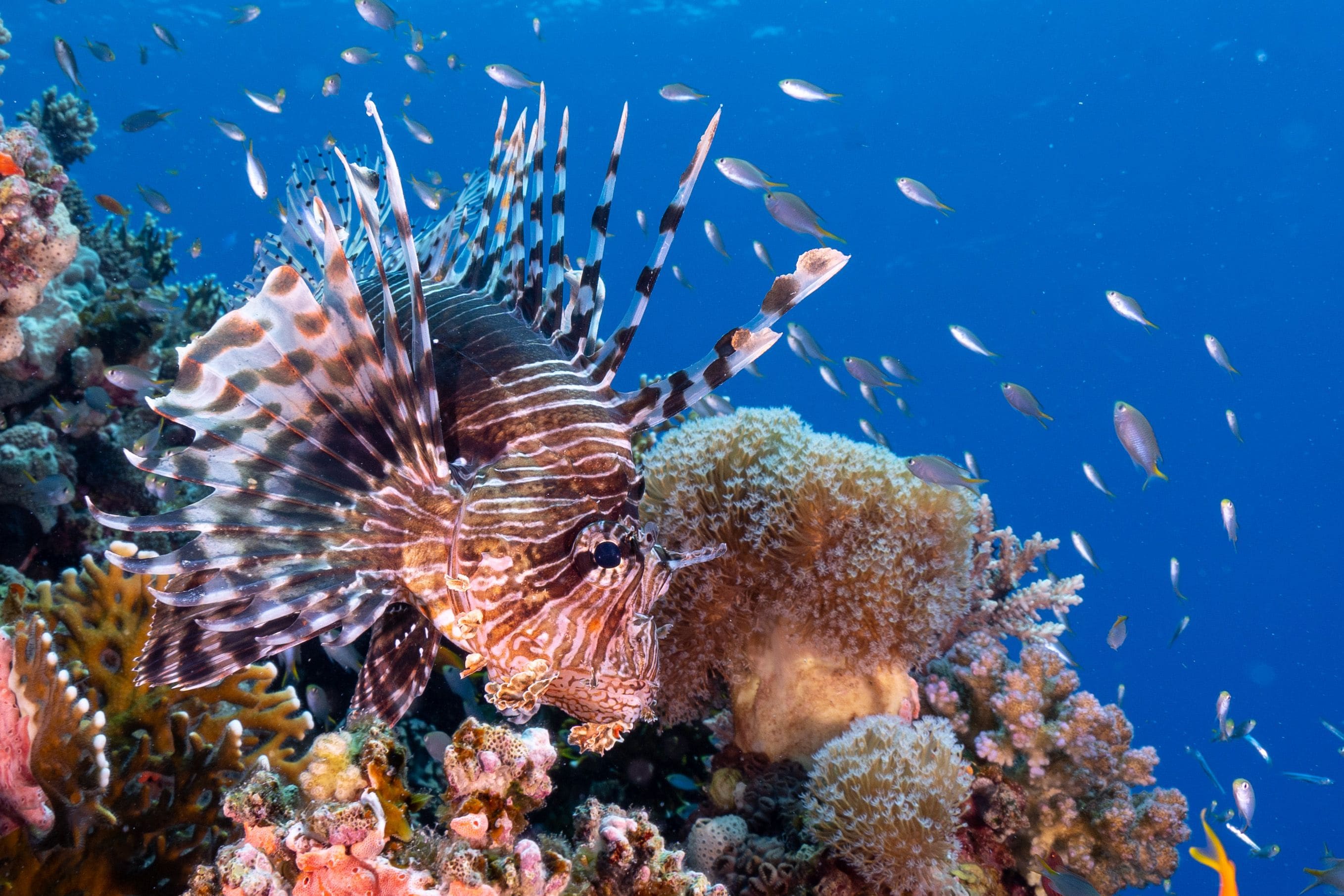 closeup shot of fish at a coral reef 2026 03 18 16 12 16 utc