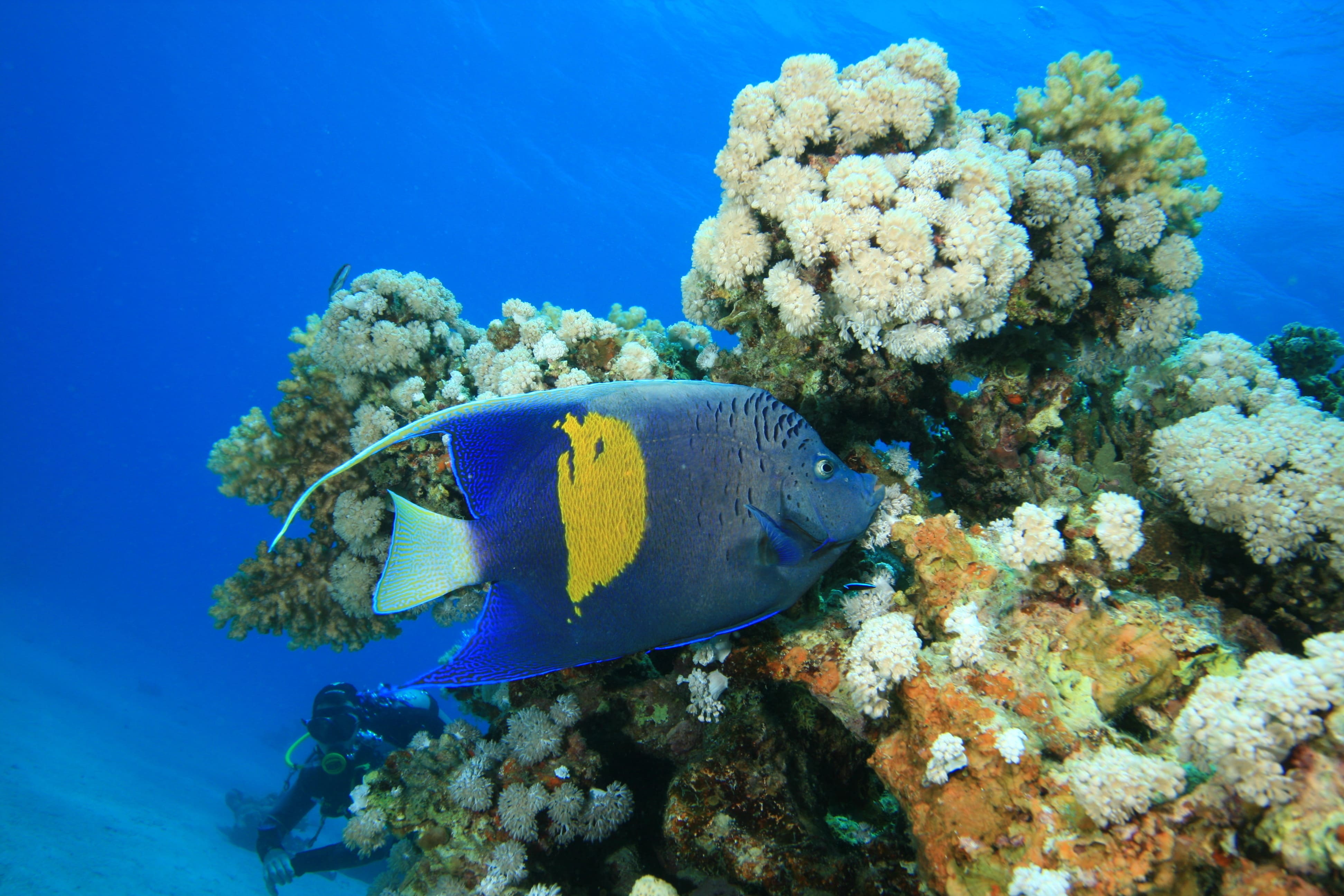 majestic angelfish swimming near coral reef in oce 2026 03 26 01 19 00 utc