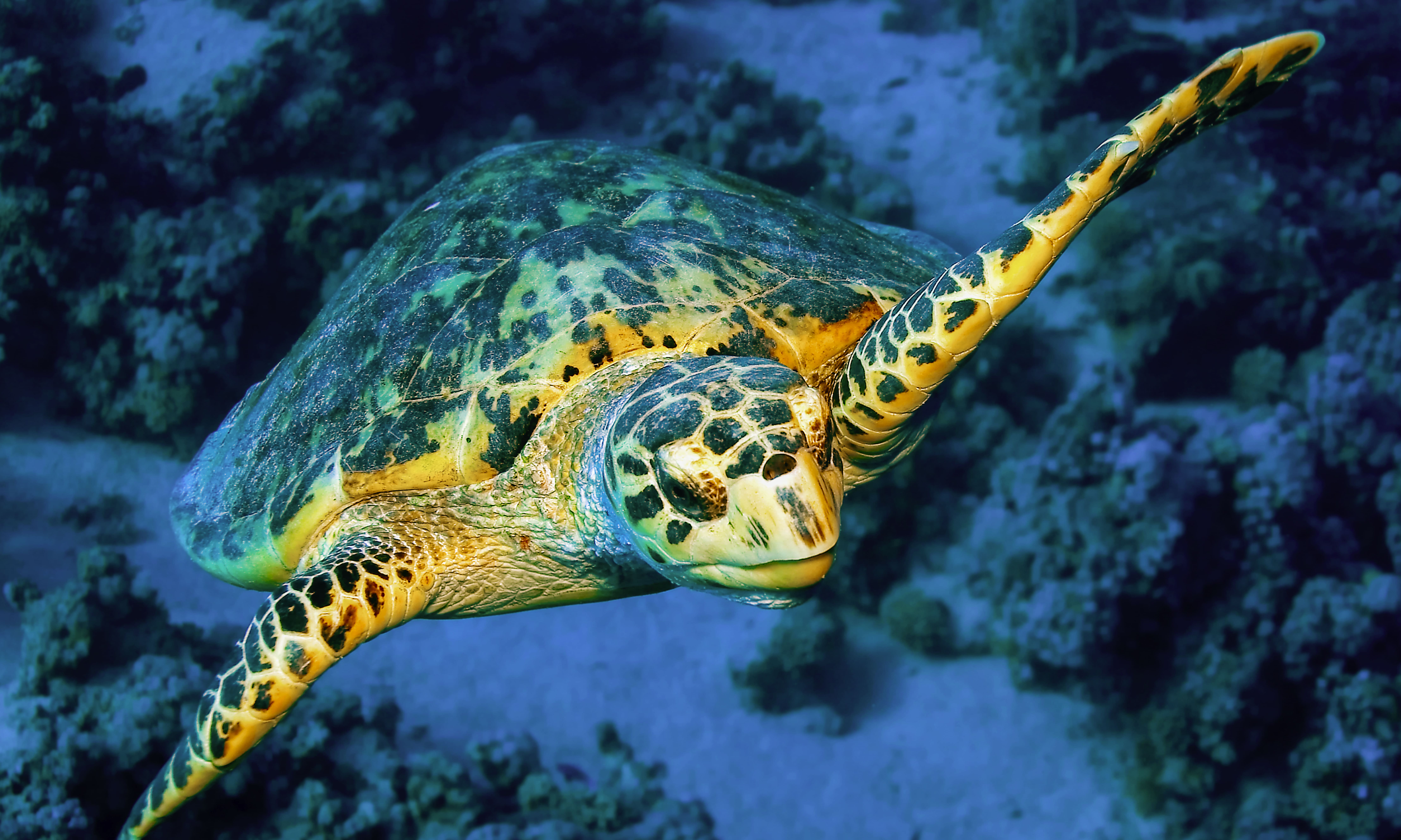 hawksbill sea turtle on coral reef in red sea 2026 03 26 00 33 27 utc