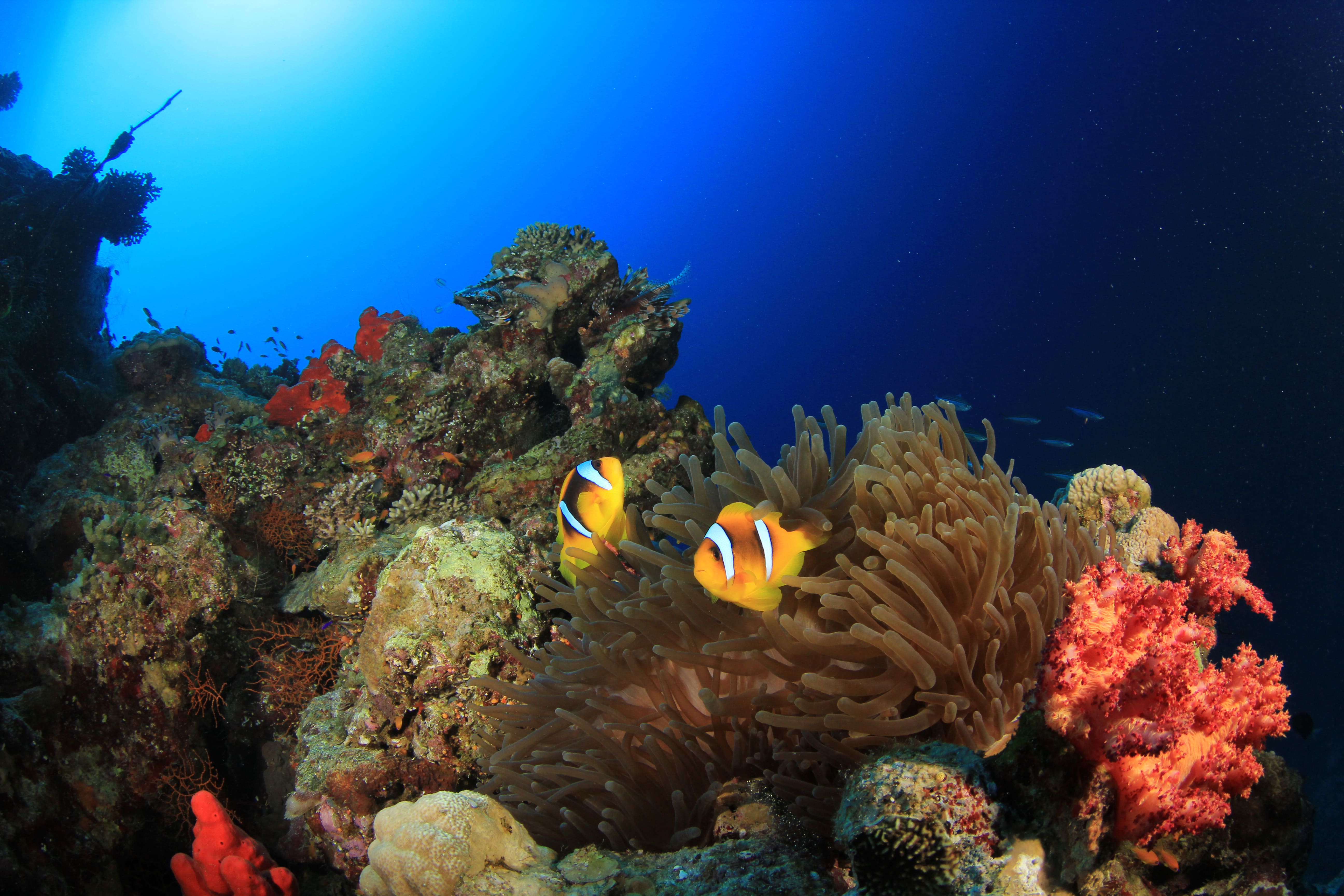 anemones and corals on red sea reef 2026 03 26 00 45 45 utc