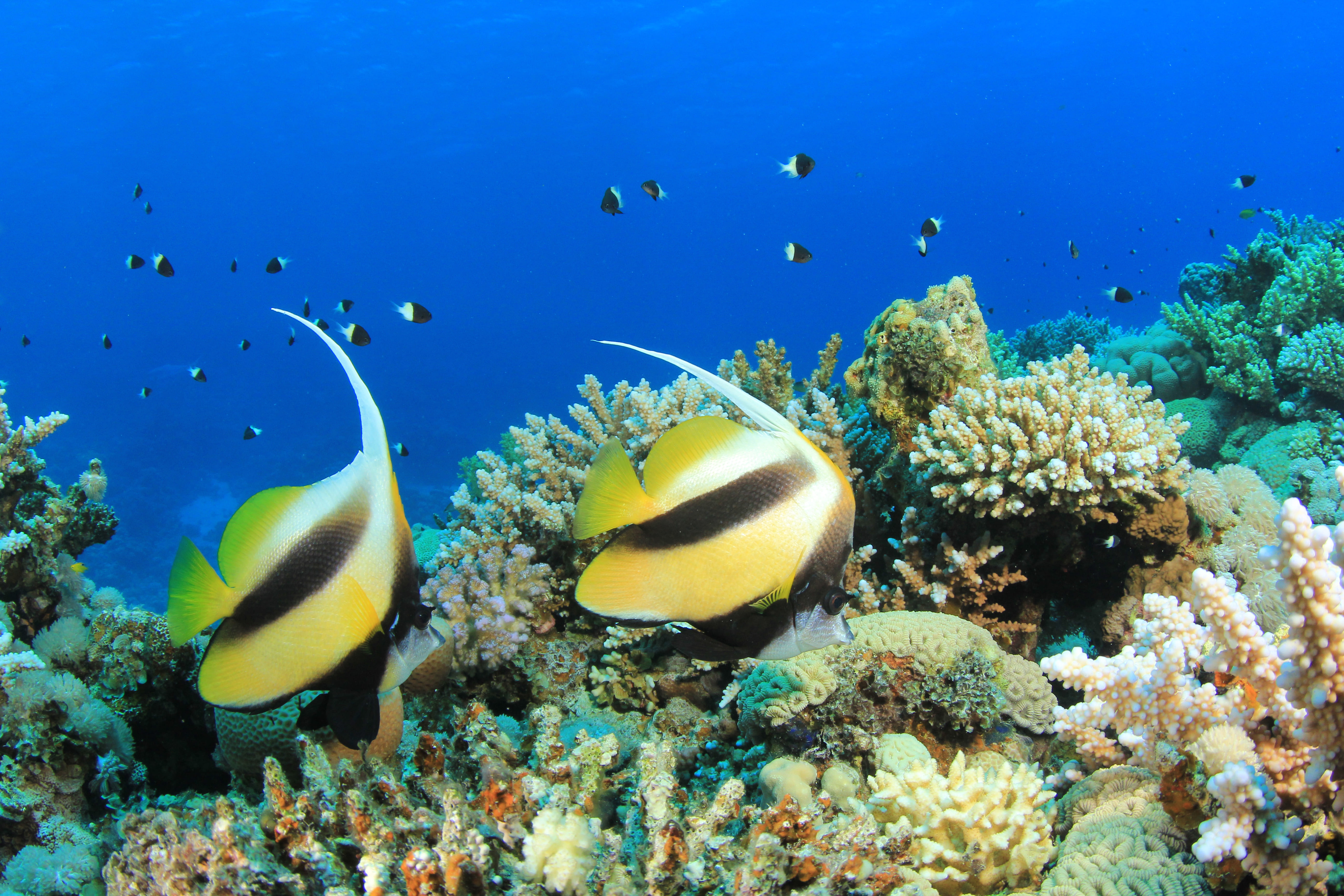 pair of bannerfish on coral reef 2026 03 26 00 44 32 utc