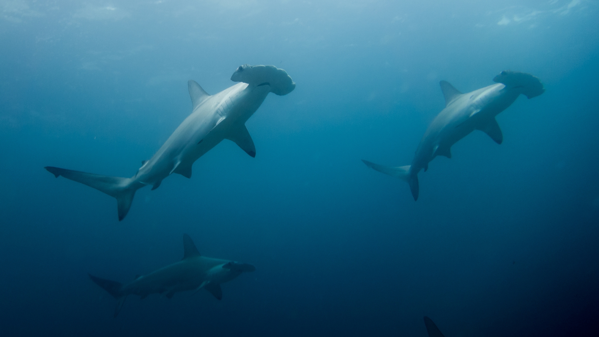 Malpelo - Vida a bordo 2027 - Imagen 1