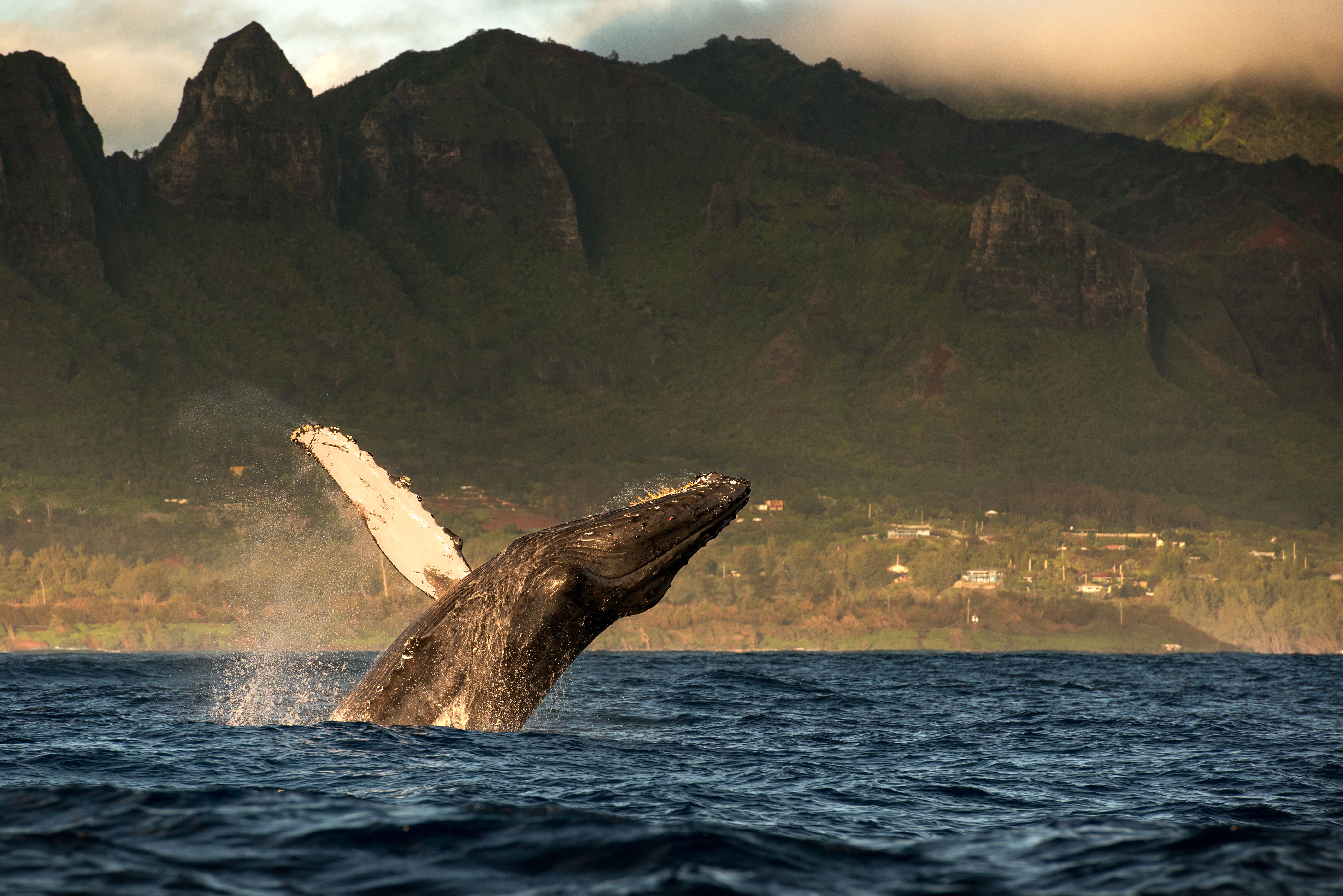 humpback whale jumping out of water kauai island 2026 03 10 04 49 44 utc
