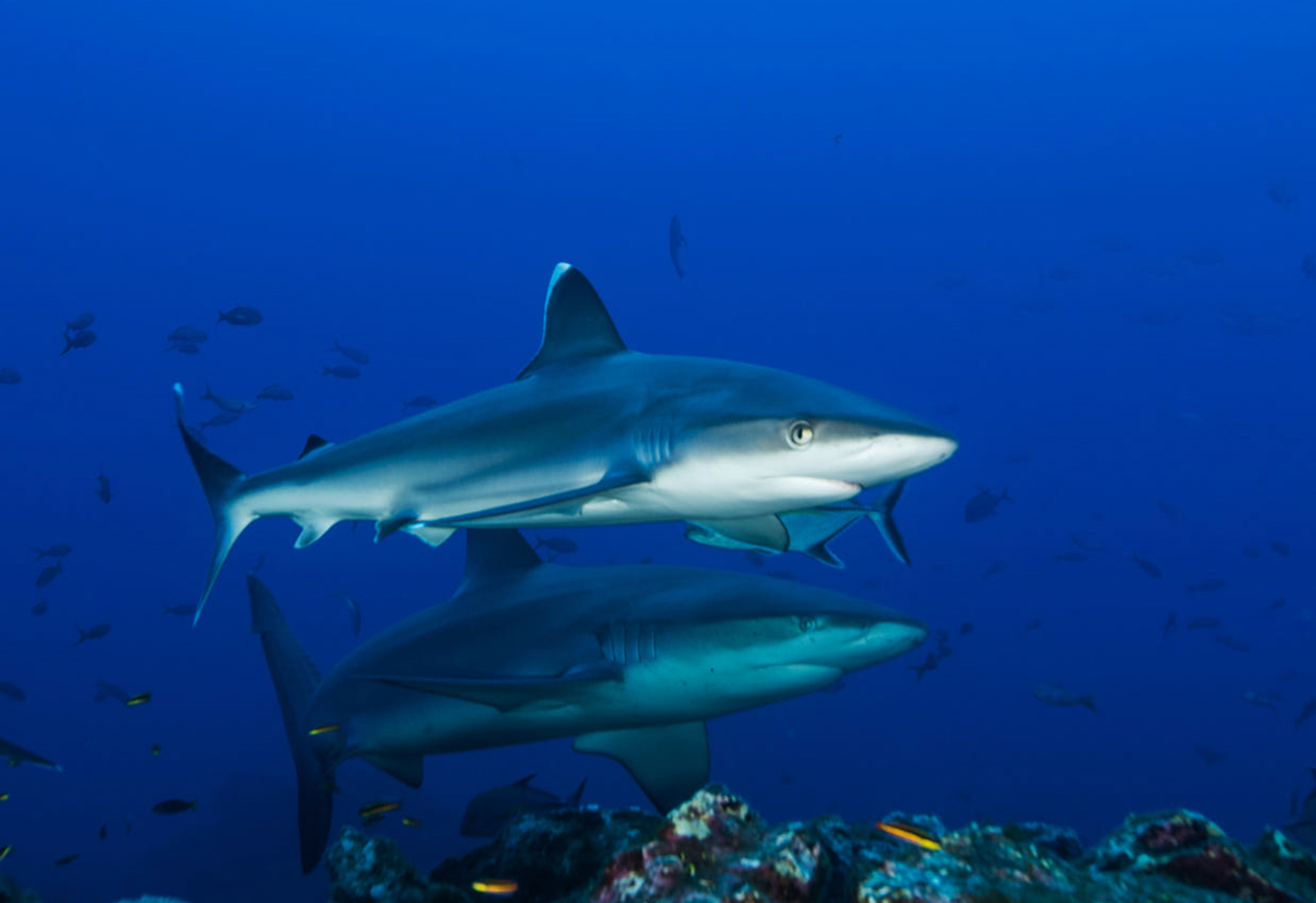 underwater world a shark floats in the sea 2026 03 19 01 59 10 utc