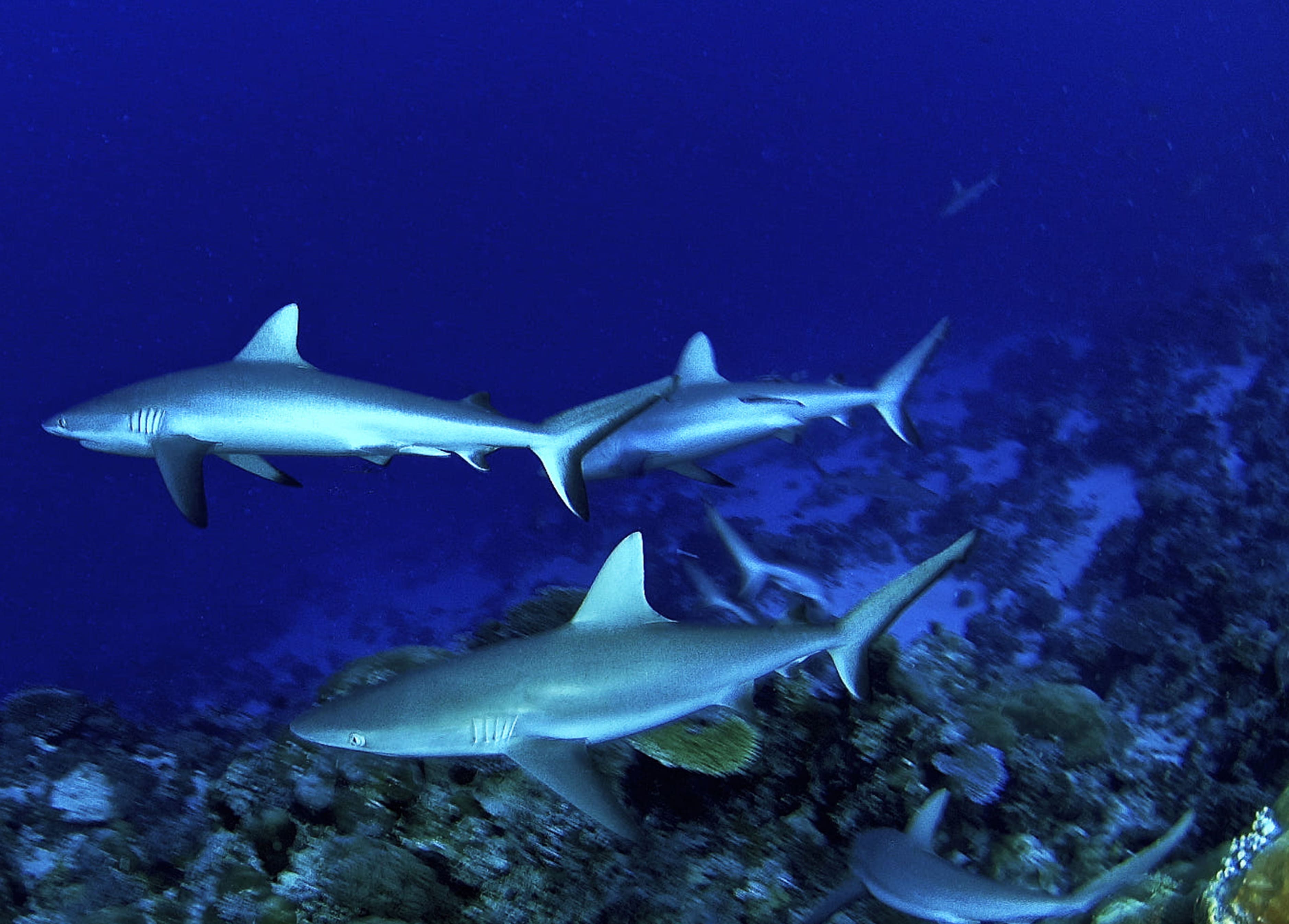 gray sharks swimming in deep blue ocean 2026 01 08 02 24 36 utc