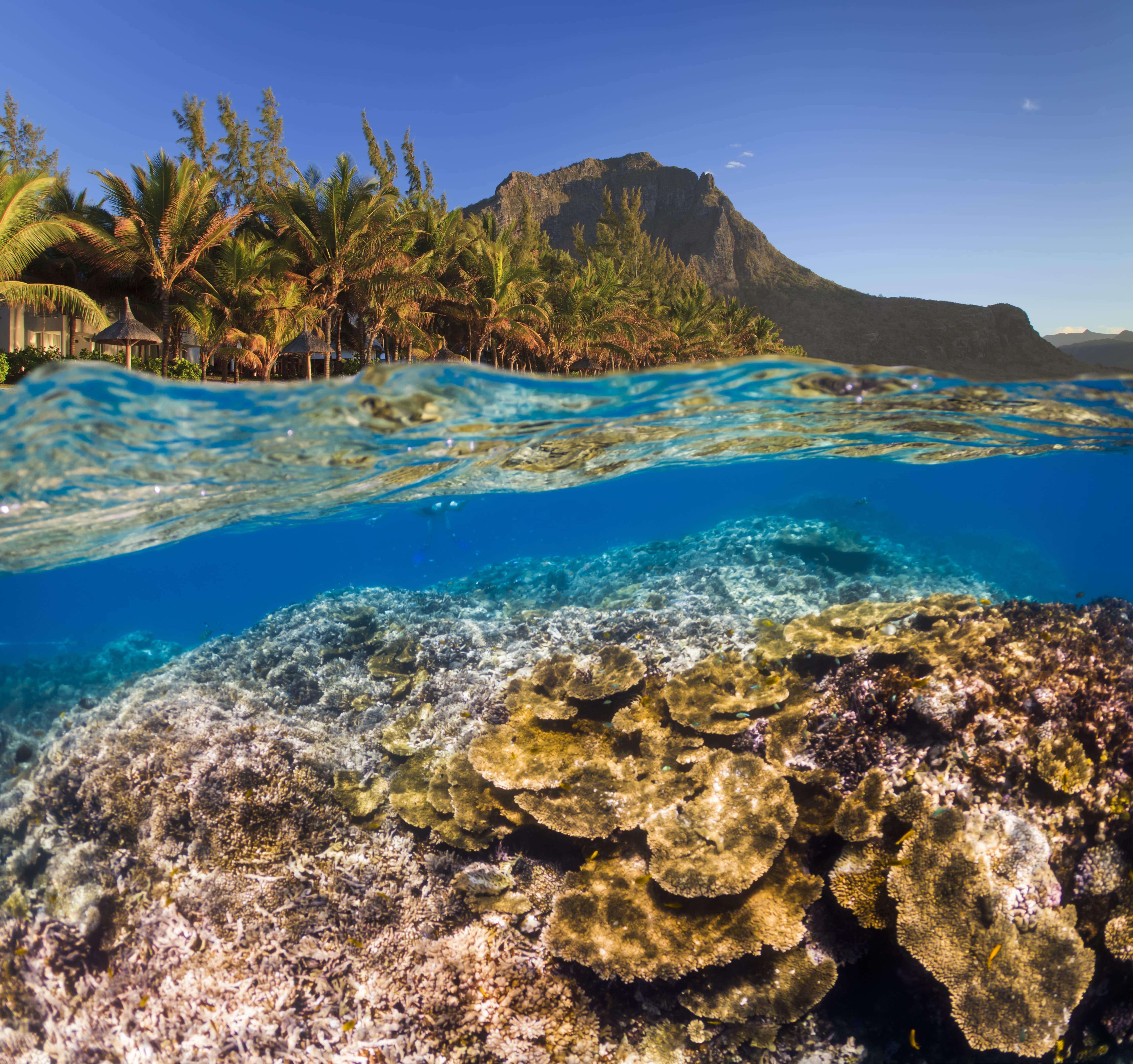 underwater scene with reef and tropical fish 2026 03 17 08 09 33 utc