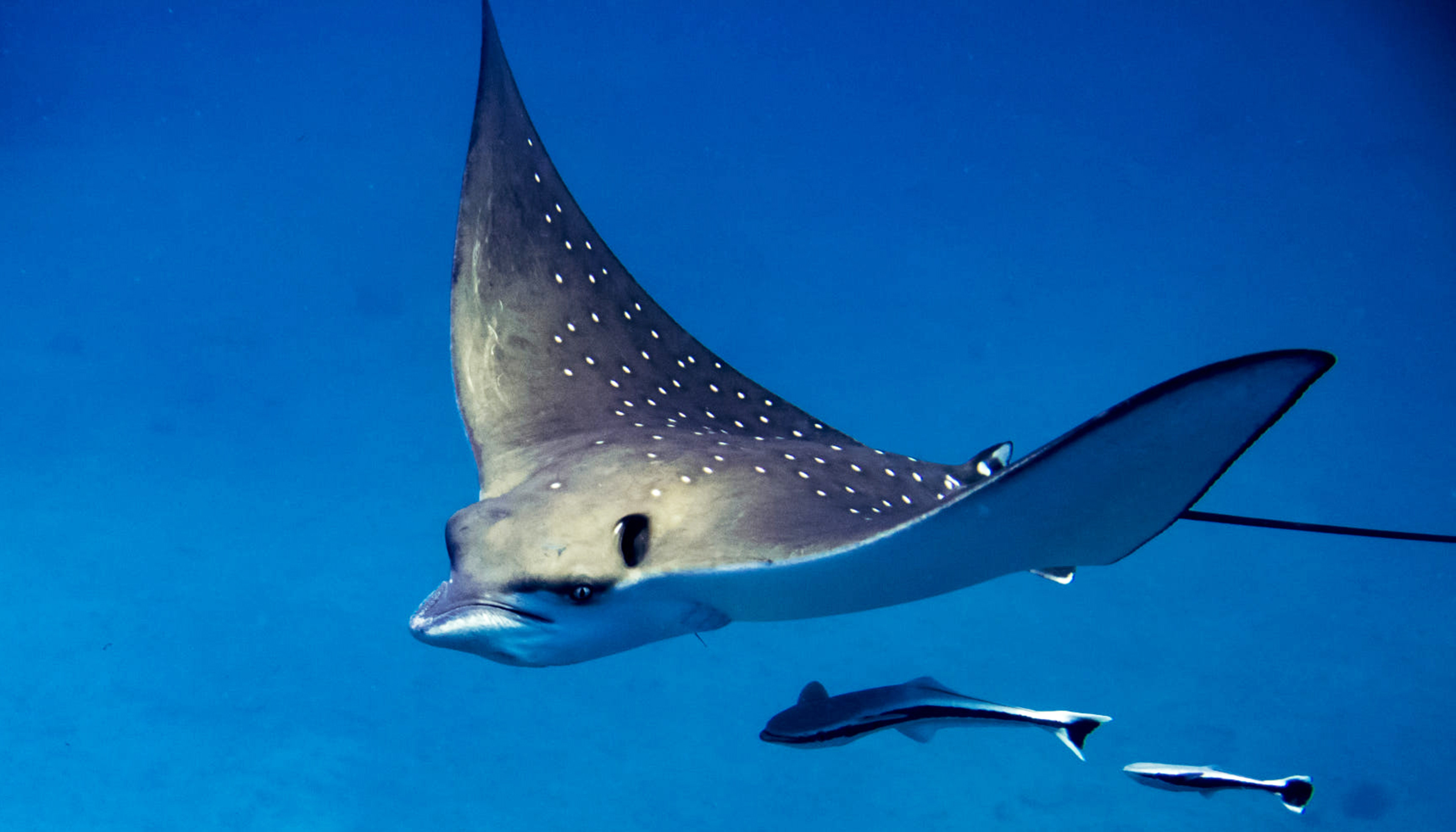 spotted eagle ray gliding underwater with fish 2026 01 08 02 22 07 utc