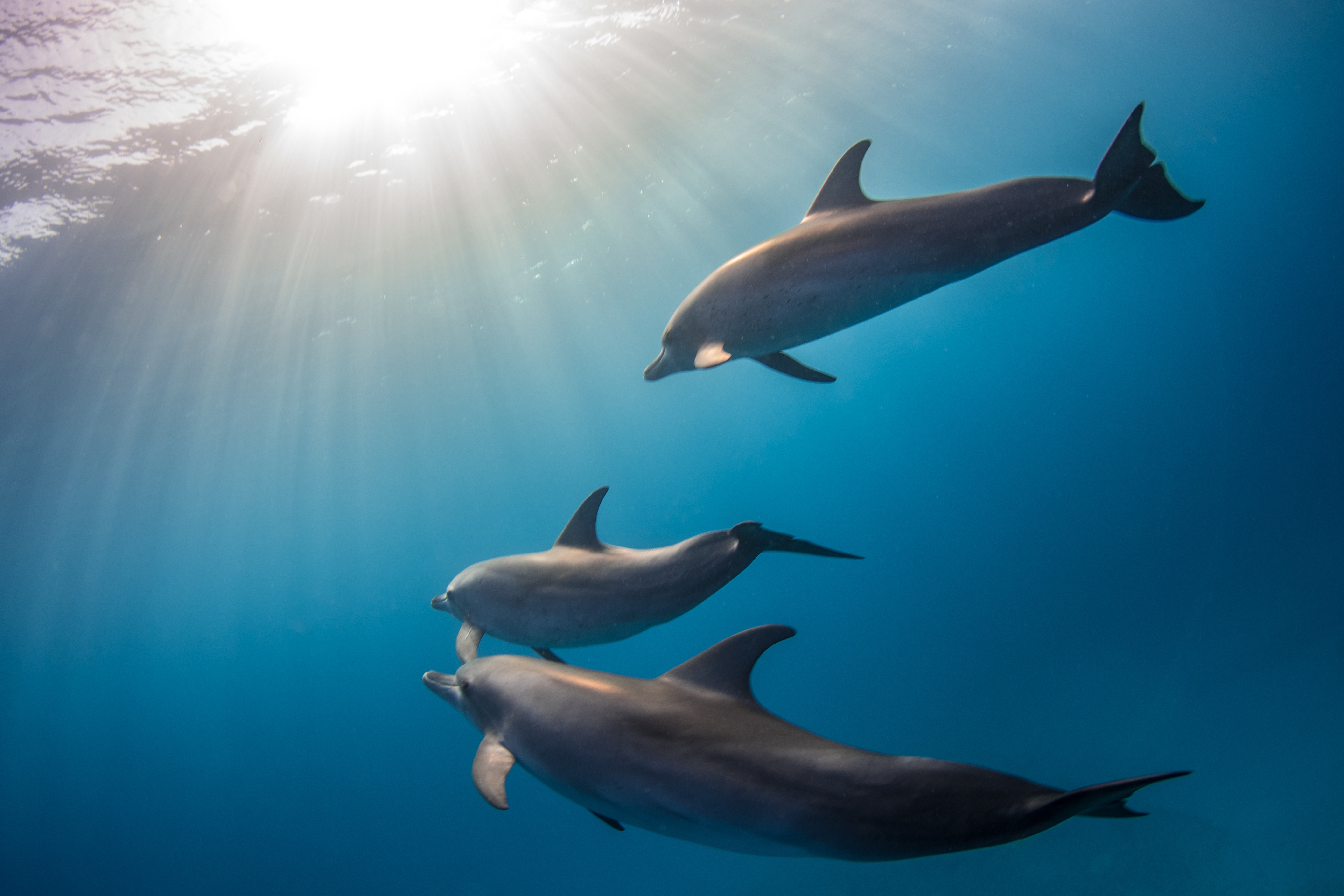 beautiful shot of cute dolphins hanging out underw 2026 03 18 07 02 38 utc