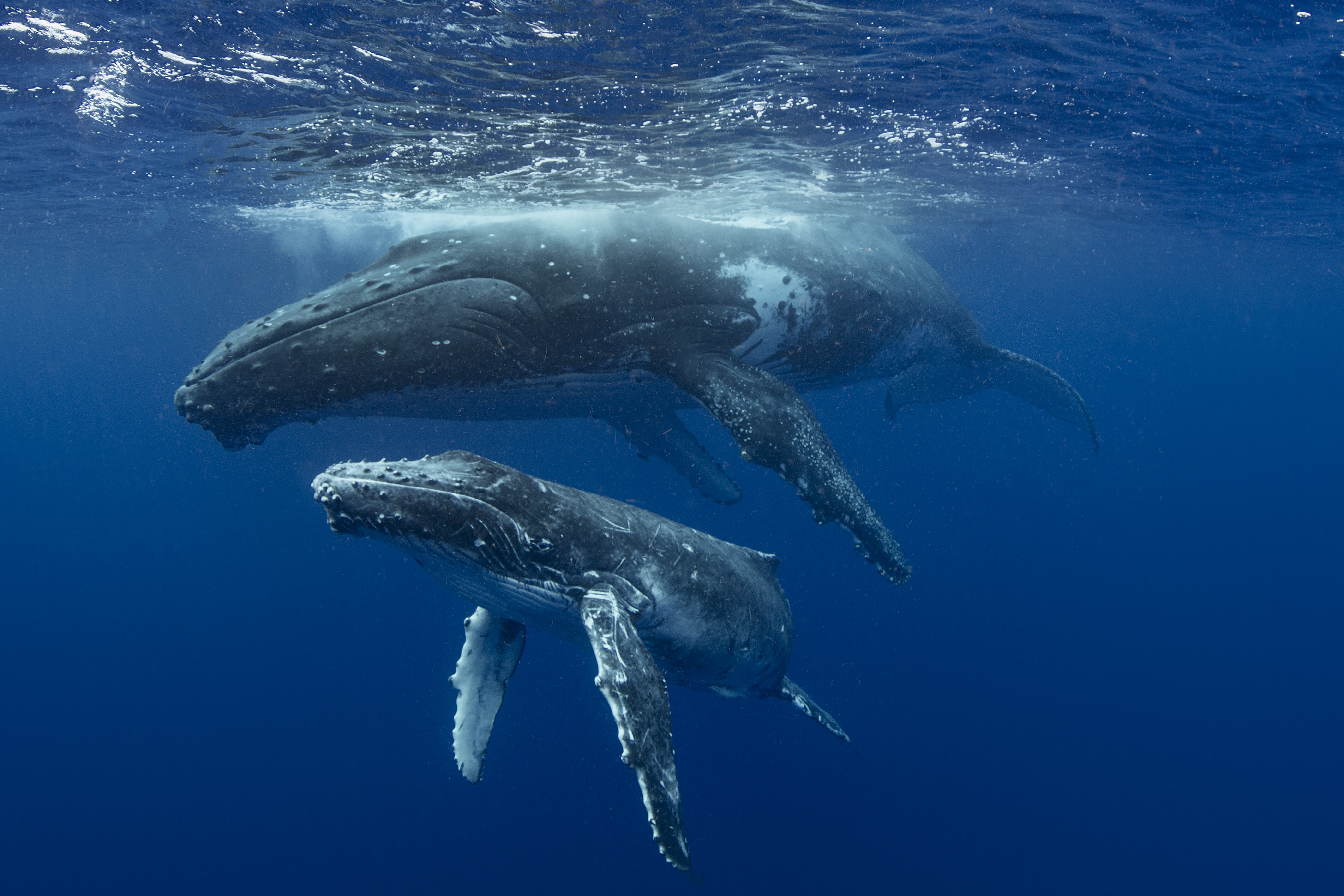 humpback whale megaptera novaeangliae and calf i 2026 01 09 09 15 07 utc