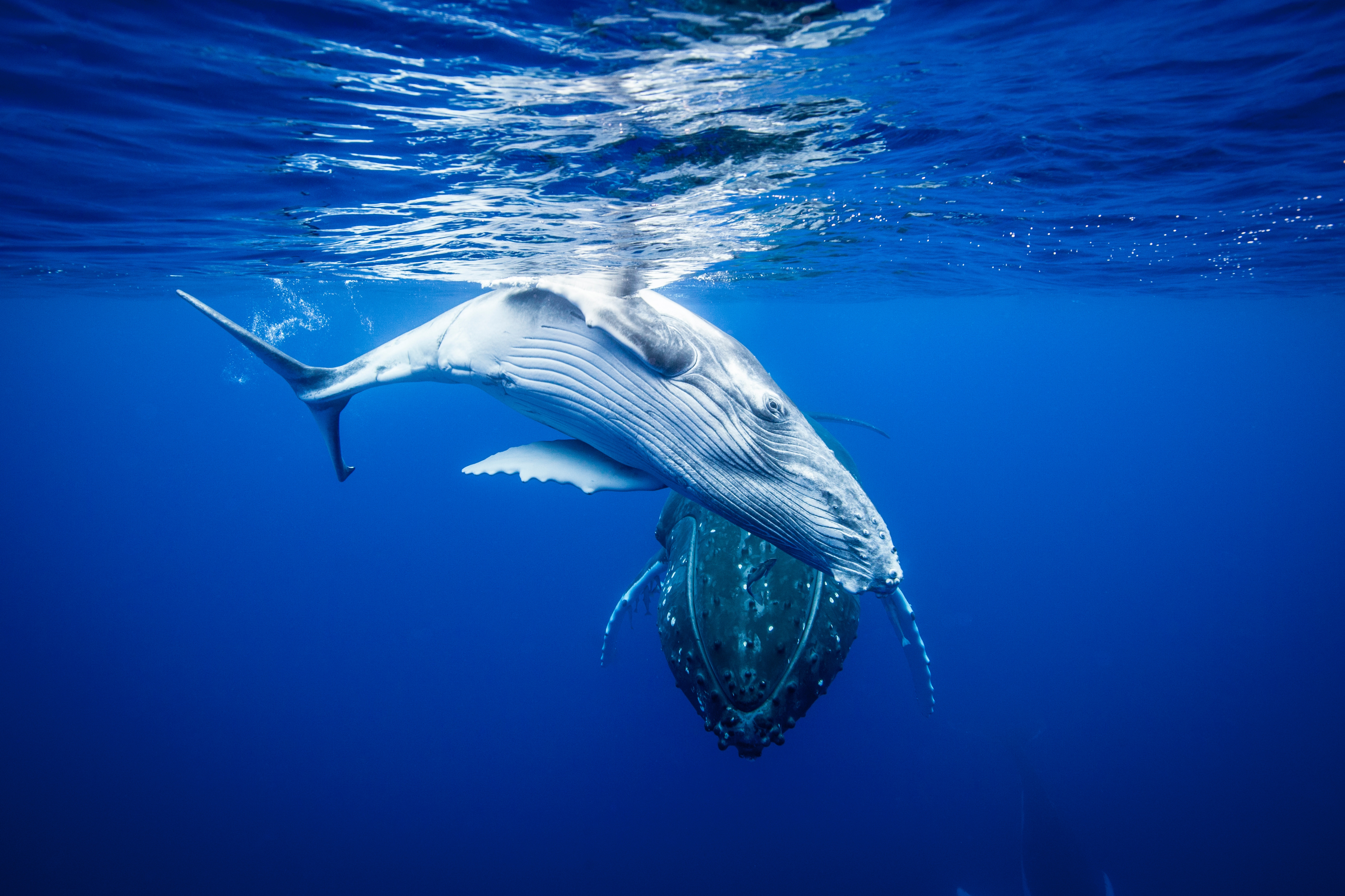 El canto de las ballenas, los miles de tiburones de arrecife y los delfines de Rangiroa