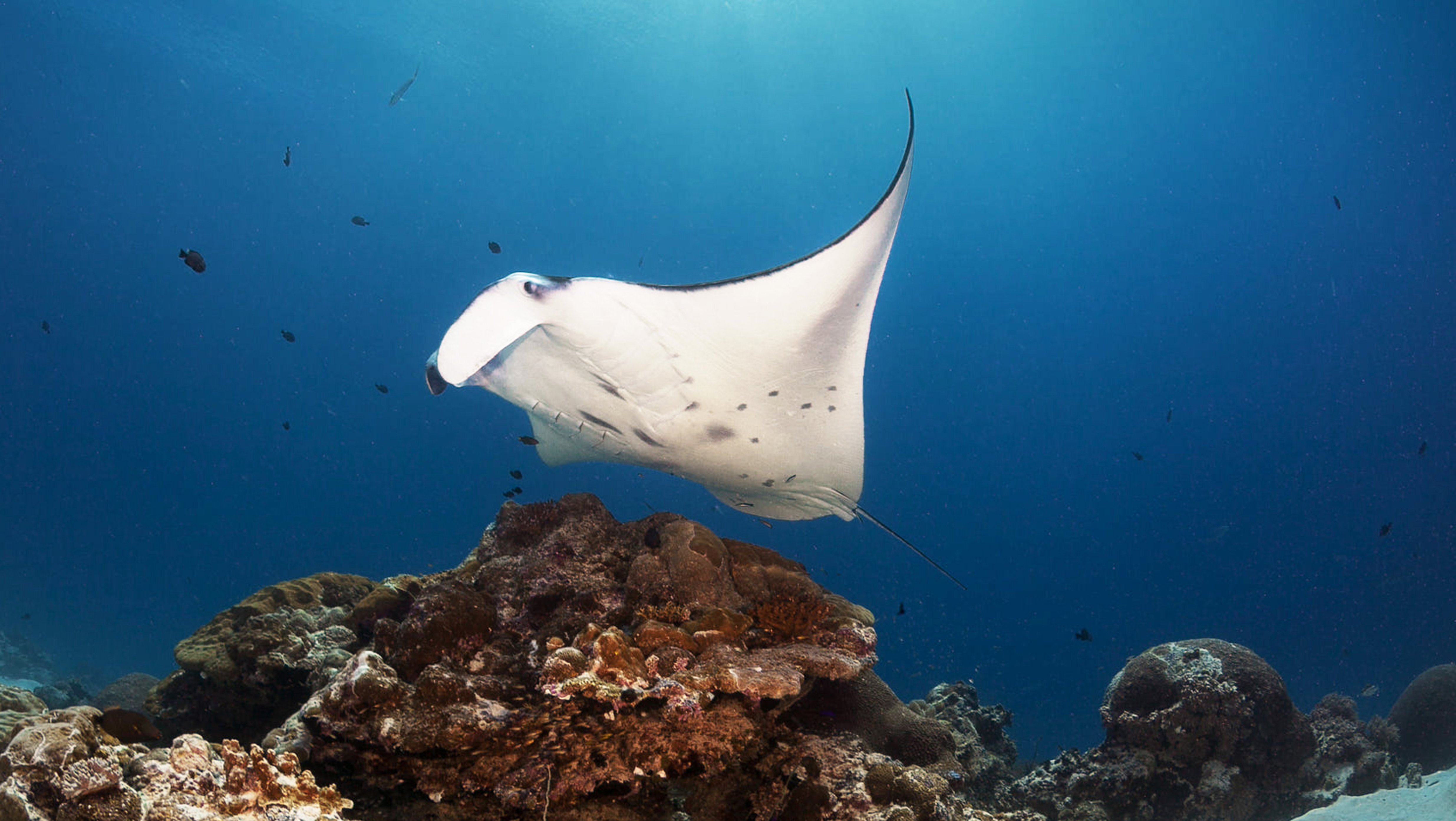 manta ray swimming over coral reef in ocean 2026 01 08 02 23 26 utc