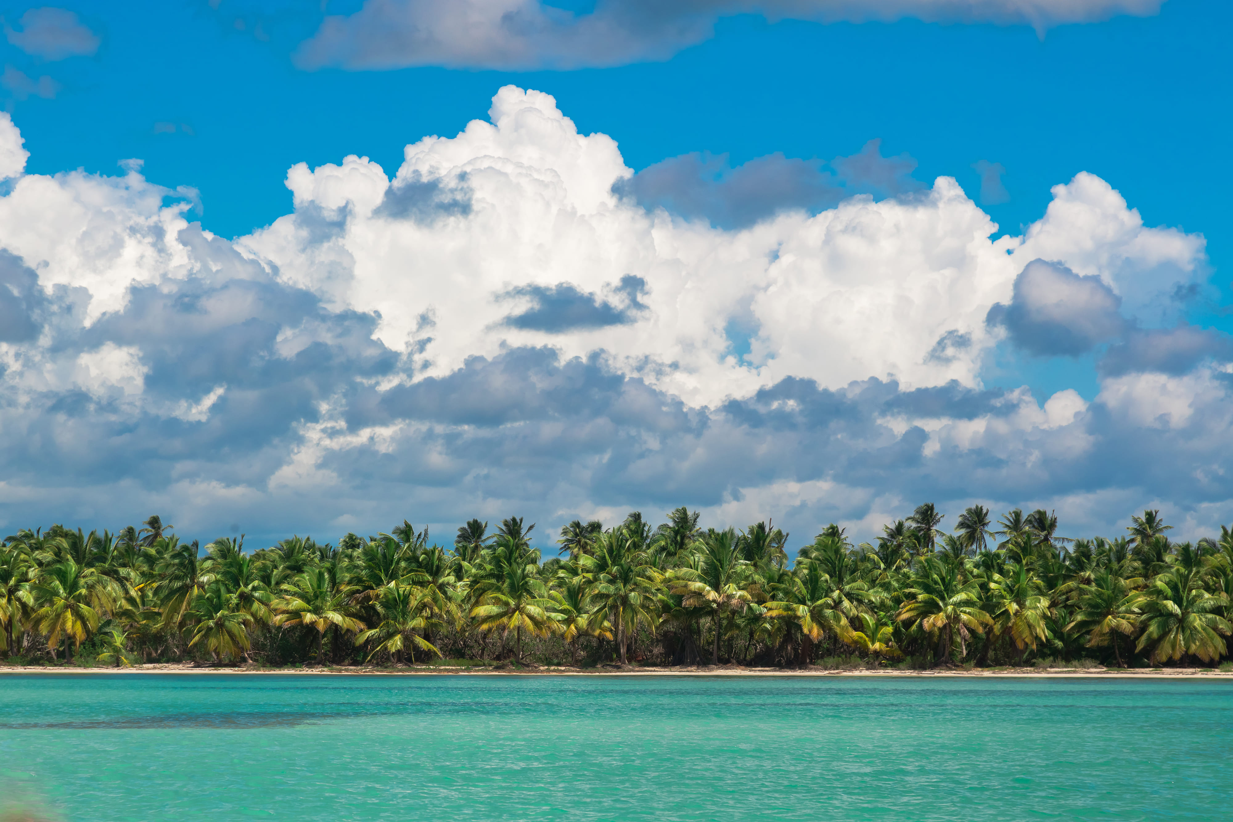 palm trees on sea shore at beautiful sunny day 2026 03 09 06 54 11 utc